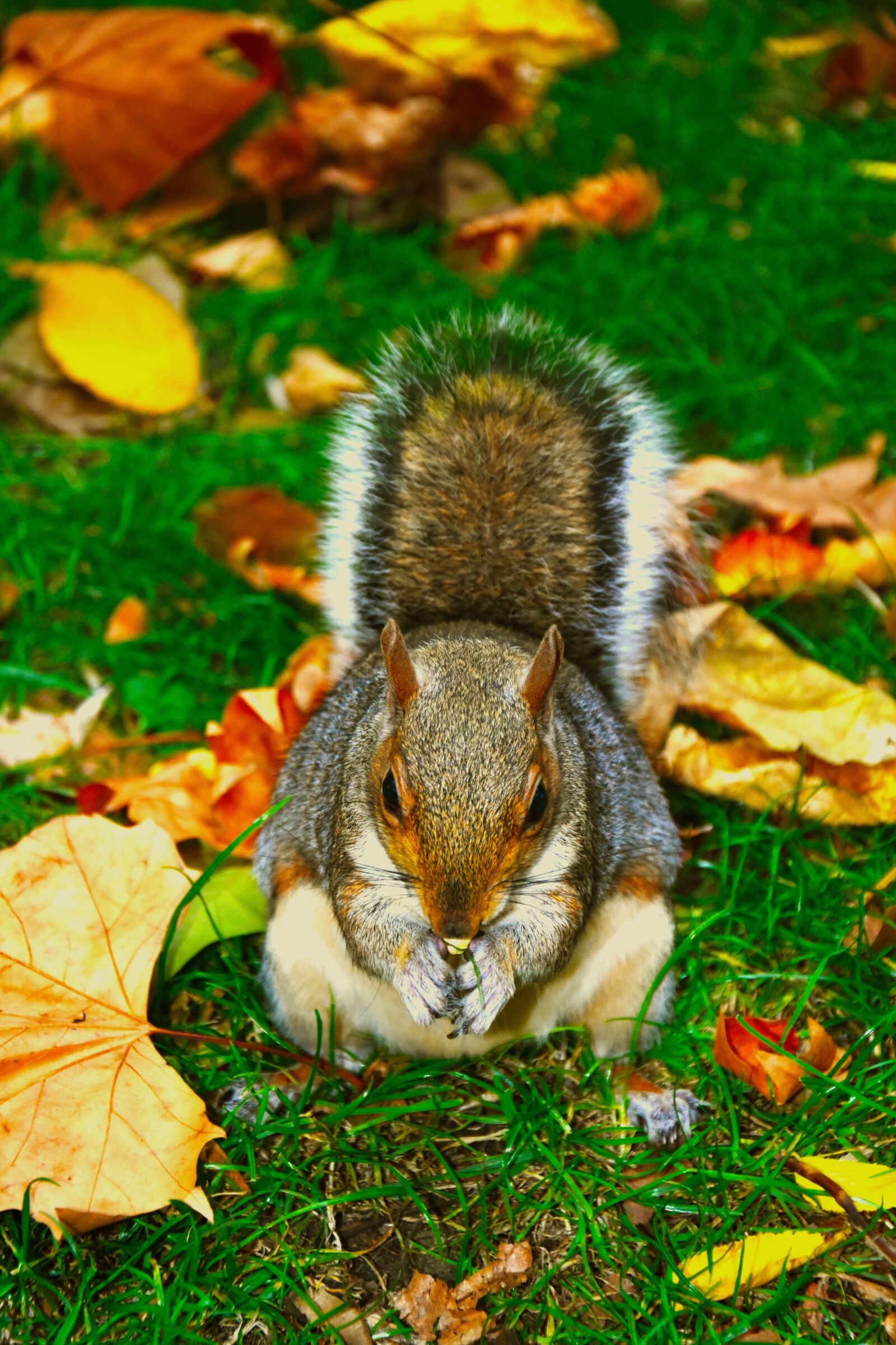 Nikon D3400 sample photo. Squirrel, animal, cute photography