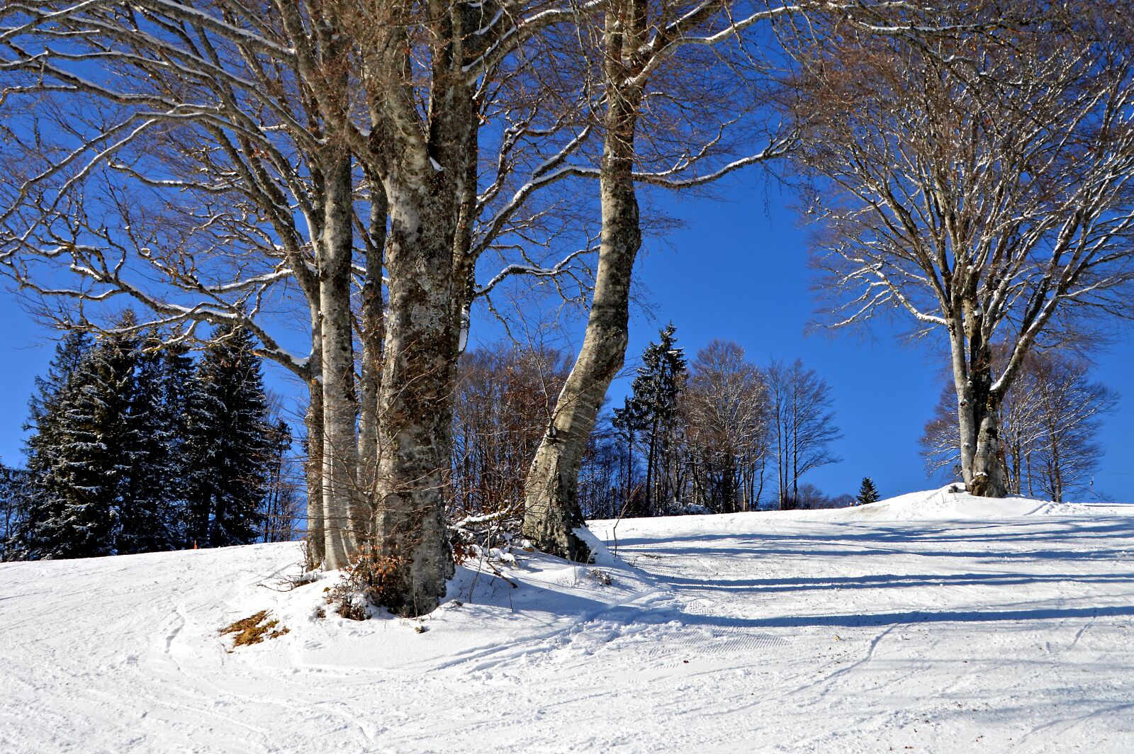 Nikon D3200 sample photo. Black forest, ski run photography
