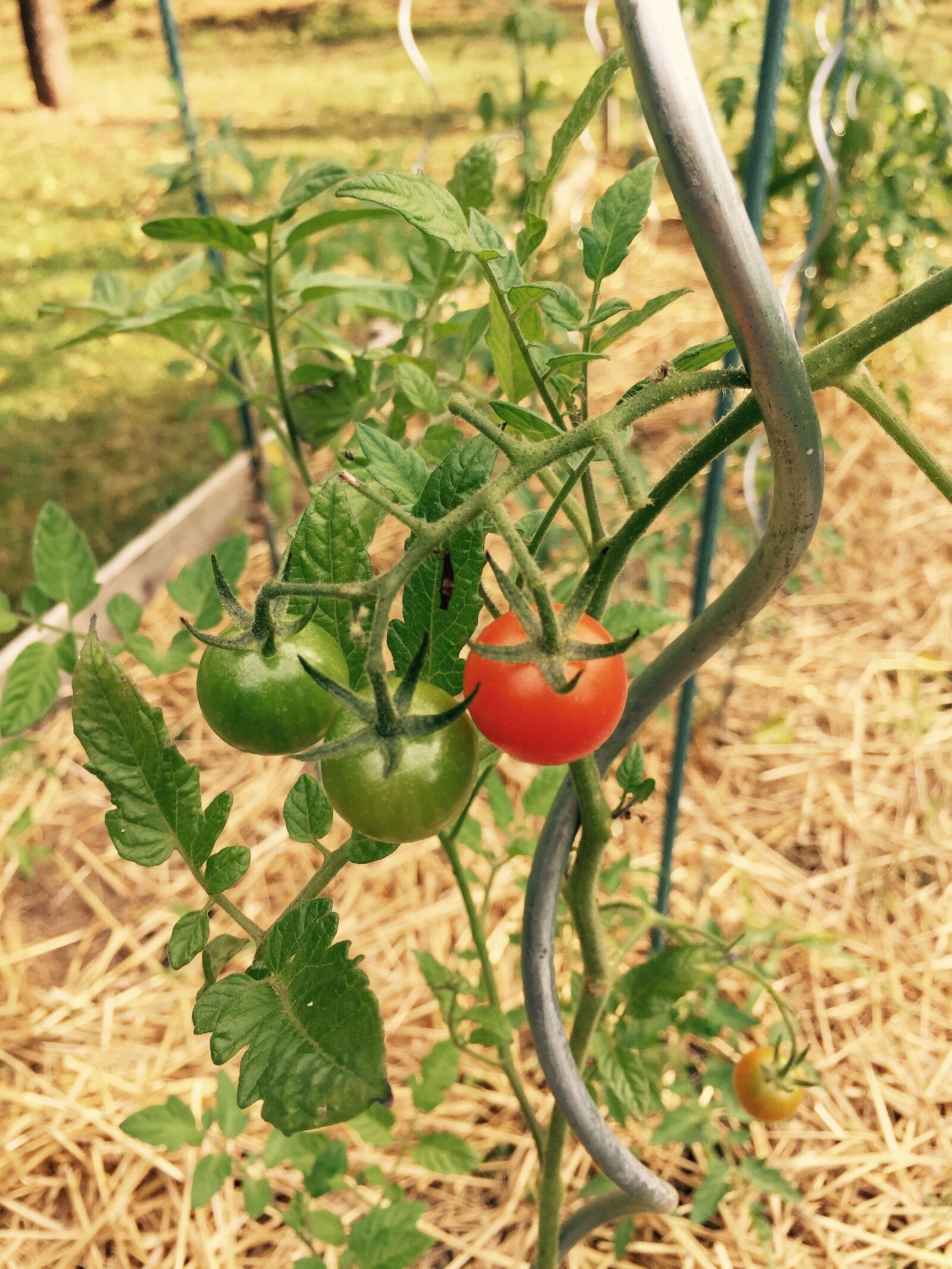 Apple iPhone 6 sample photo. Vegetable garden, tomatoes, straw photography