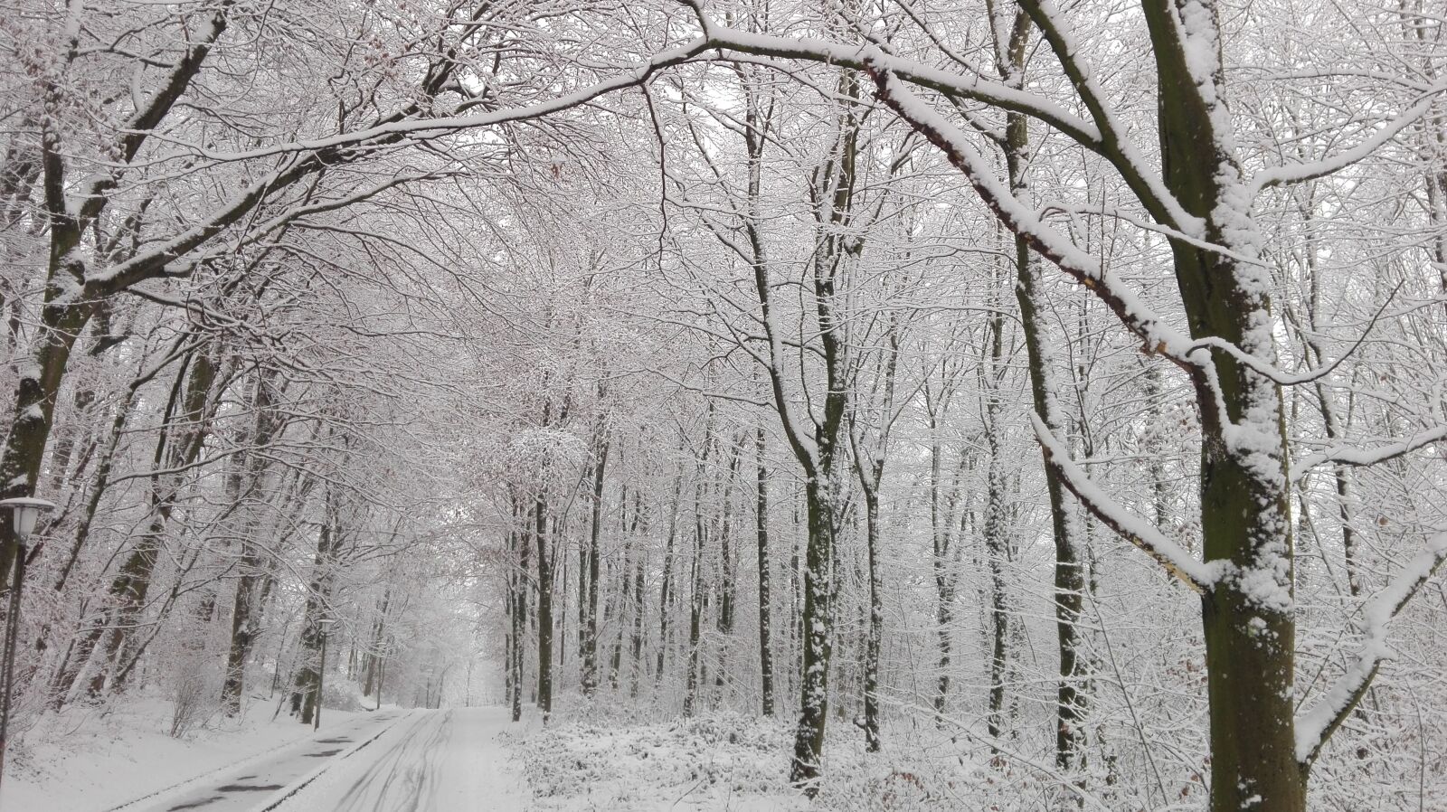 HUAWEI P8 Lite sample photo. Forest, snow, street photography