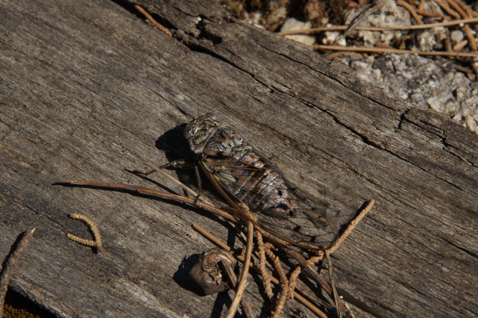 Sony Alpha DSLR-A450 sample photo. Animal, insect, cicada photography