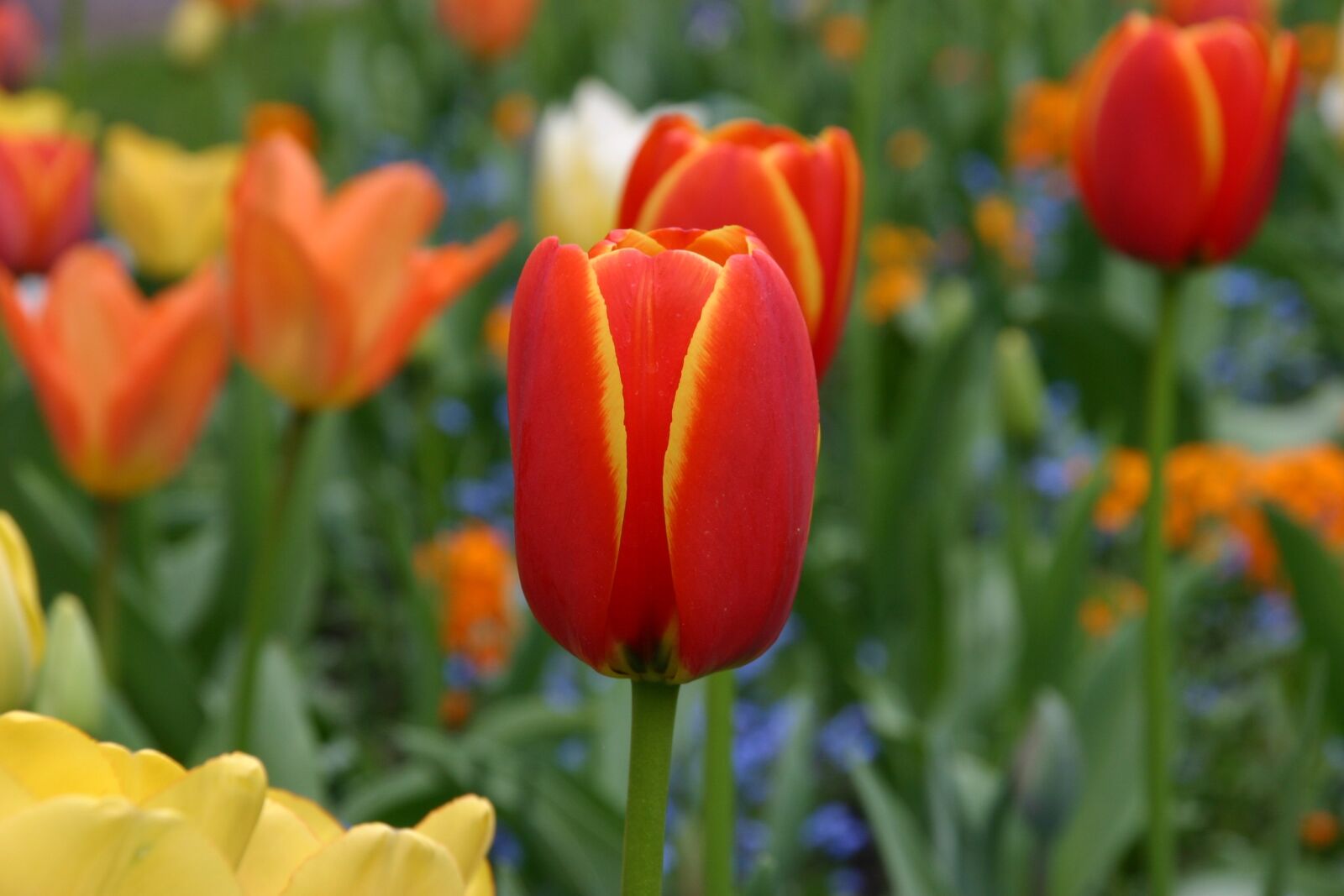 Canon EOS 300D (EOS Digital Rebel / EOS Kiss Digital) sample photo. Tulip, flower, nature photography