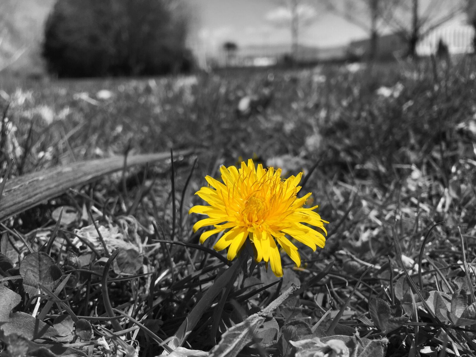 Apple iPhone 6s sample photo. Flowers, nature, bloom photography