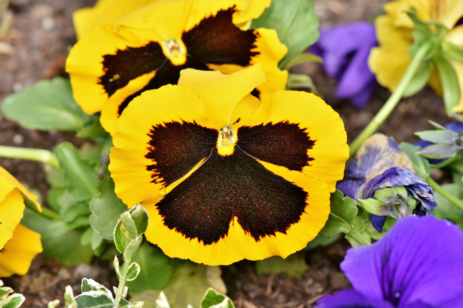 Nikon D7200 sample photo. Pansy, blossom, bloom photography