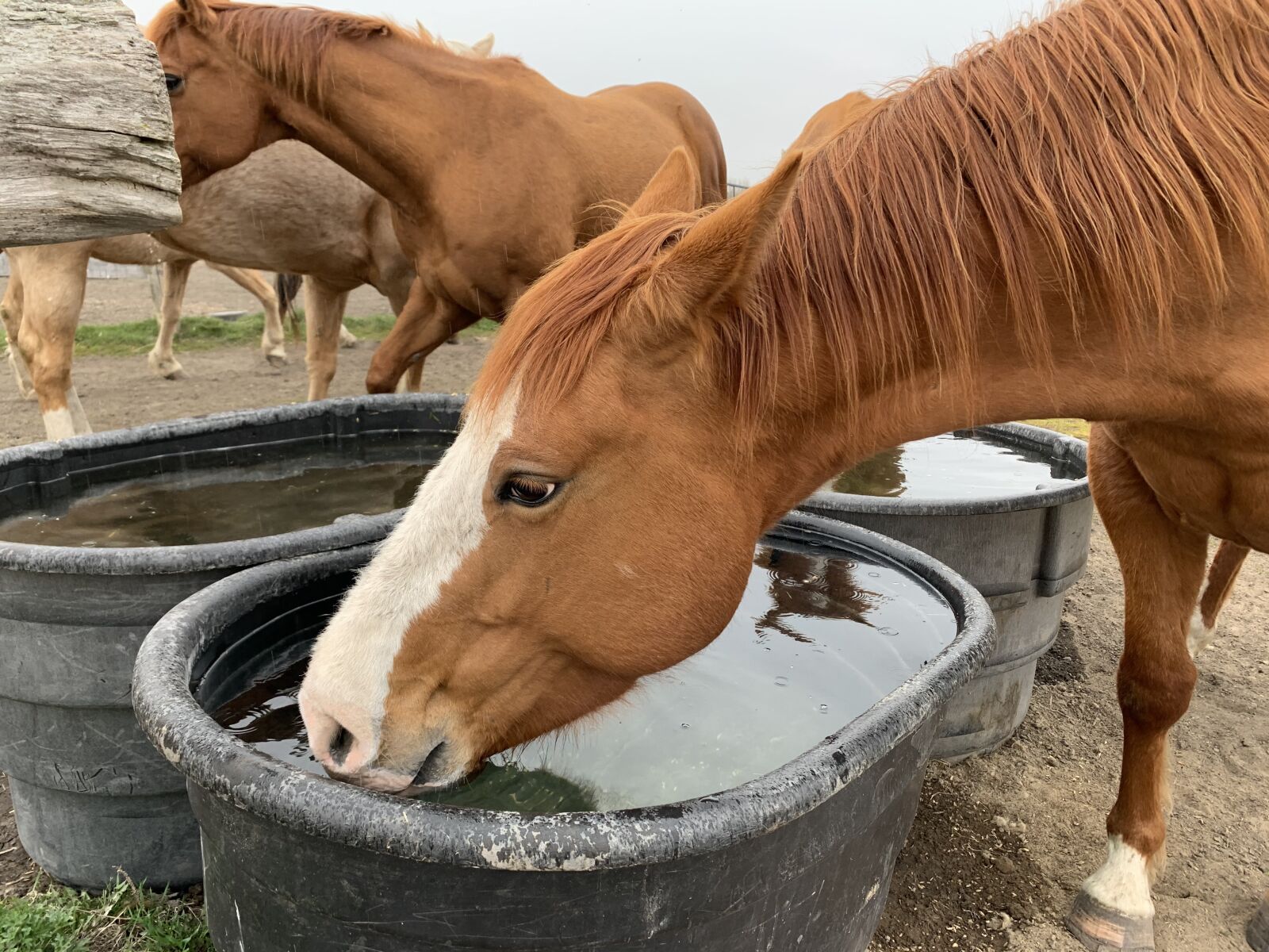Apple iPhone XR sample photo. Horse, drinking, water photography