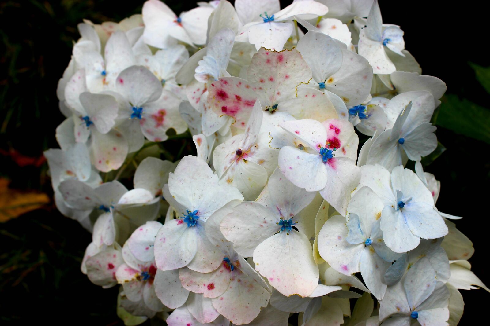 Canon EOS 600D (Rebel EOS T3i / EOS Kiss X5) sample photo. Flower, white flower, tender photography