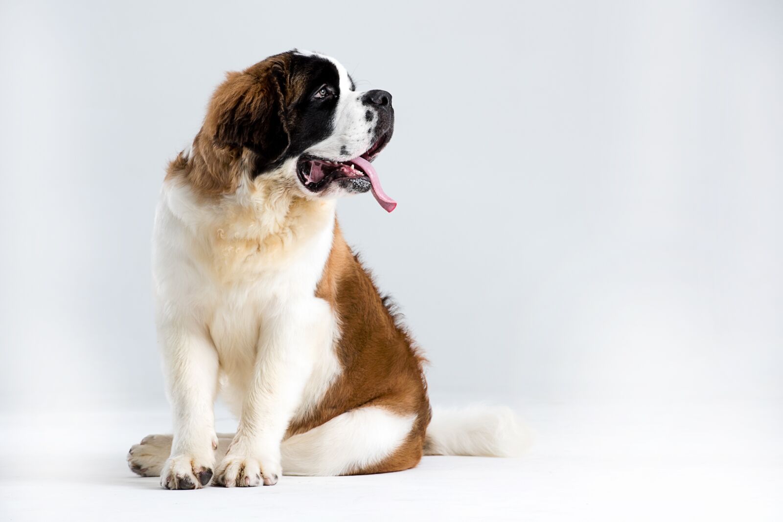 Nikon D810 sample photo. St bernard outdoor, st photography
