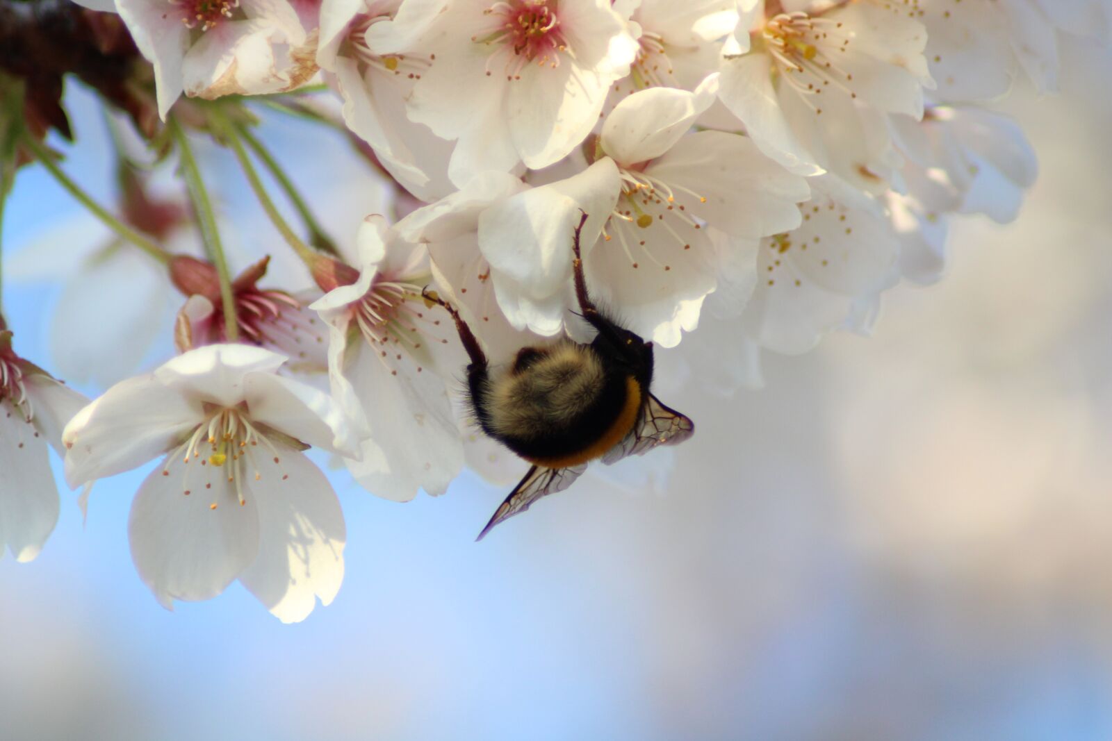 Canon EOS 2000D (EOS Rebel T7 / EOS Kiss X90 / EOS 1500D) sample photo. Hummel, cherry blossom, spring photography