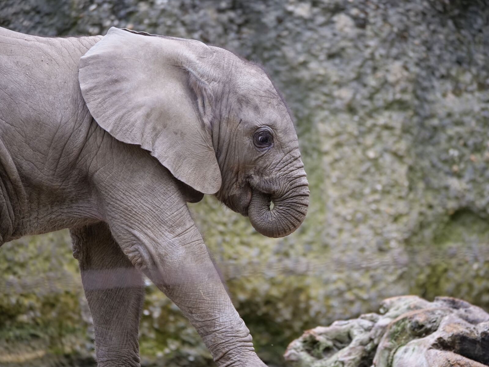 Panasonic Lumix DC-G9 sample photo. Elephant, baby, zoo photography