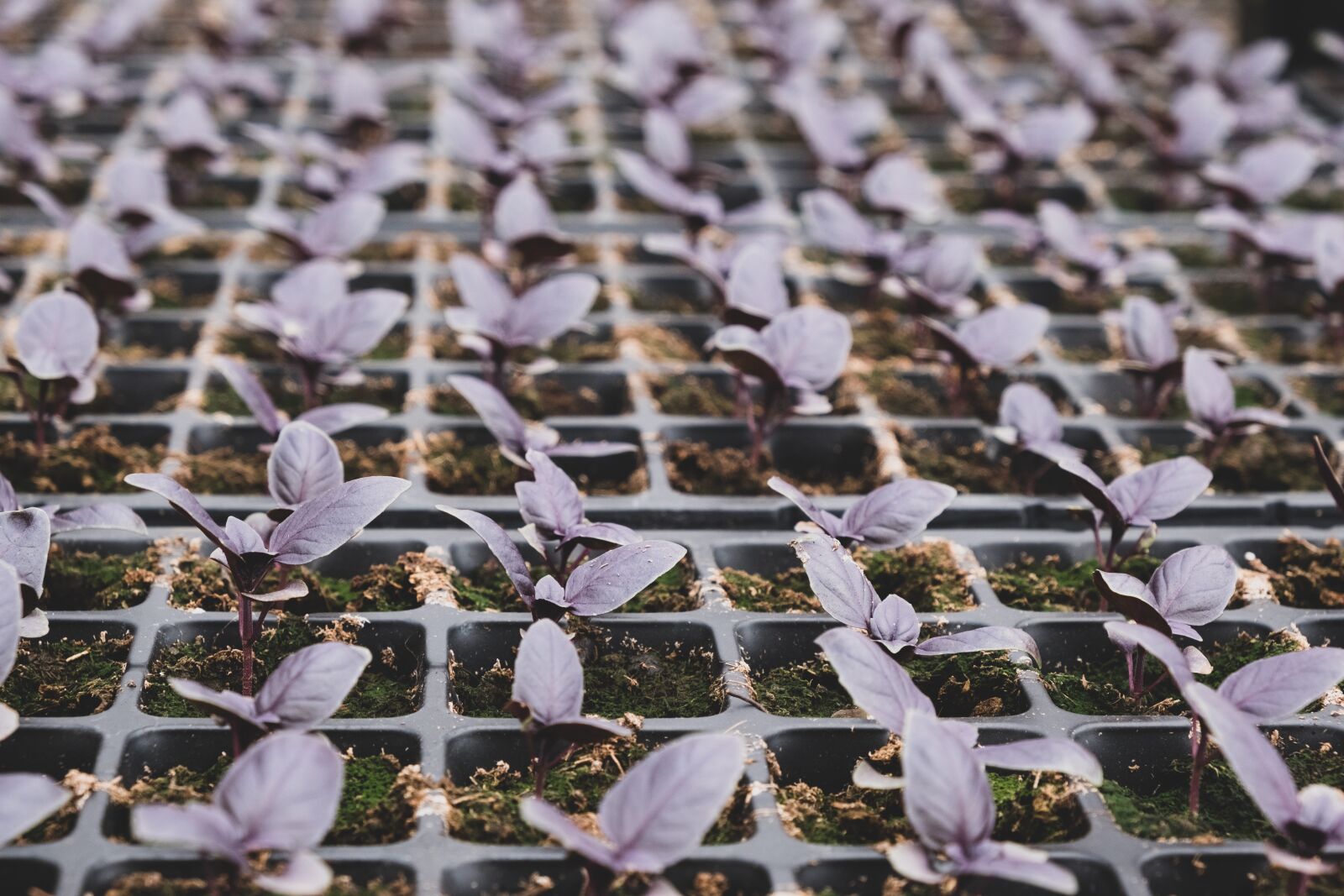 Fujifilm X-T3 sample photo. Rosary, basil, rows photography