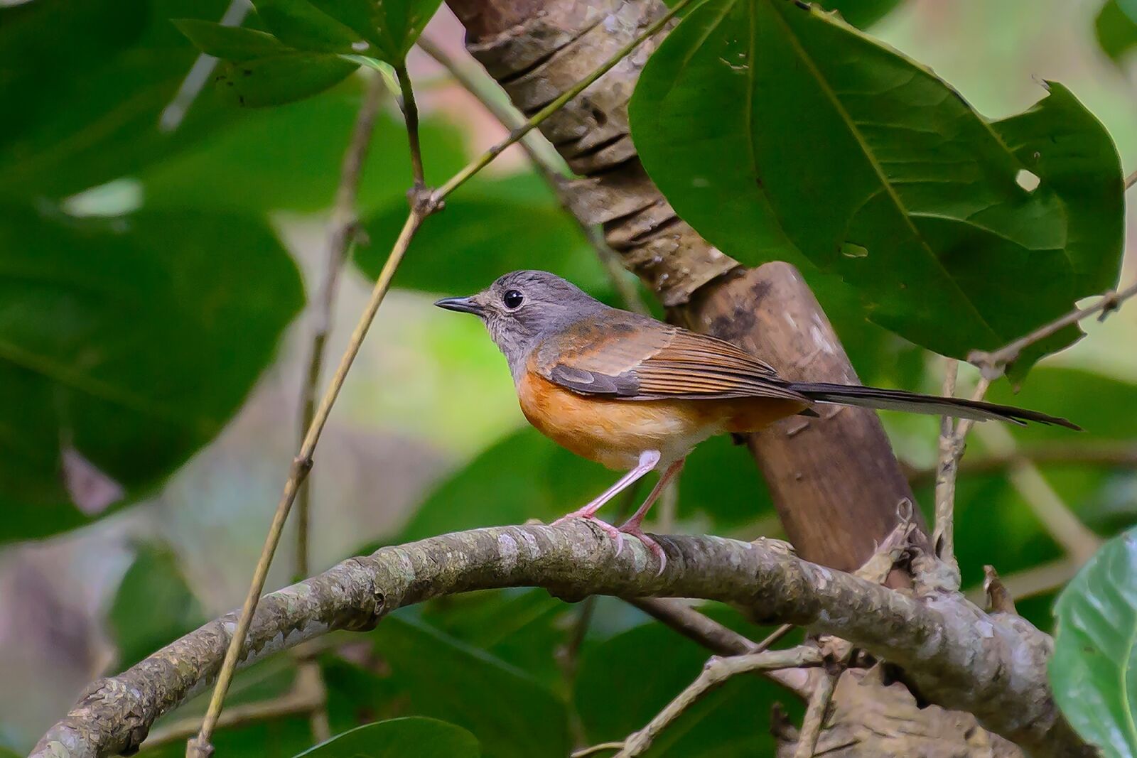 Nikon D7100 sample photo. Birds, orange, twigs photography