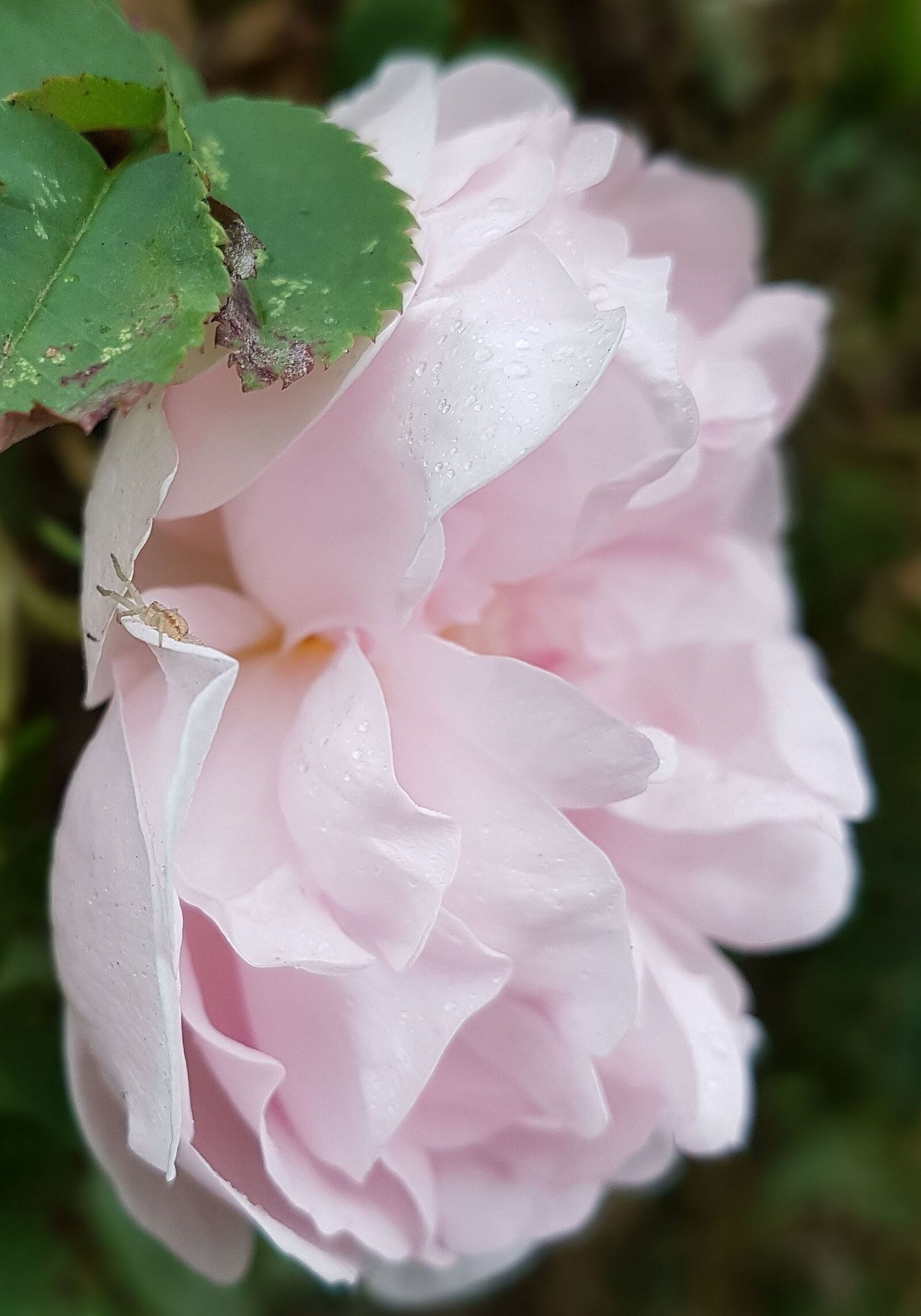 Samsung Galaxy S7 sample photo. Rose, garden, flower photography