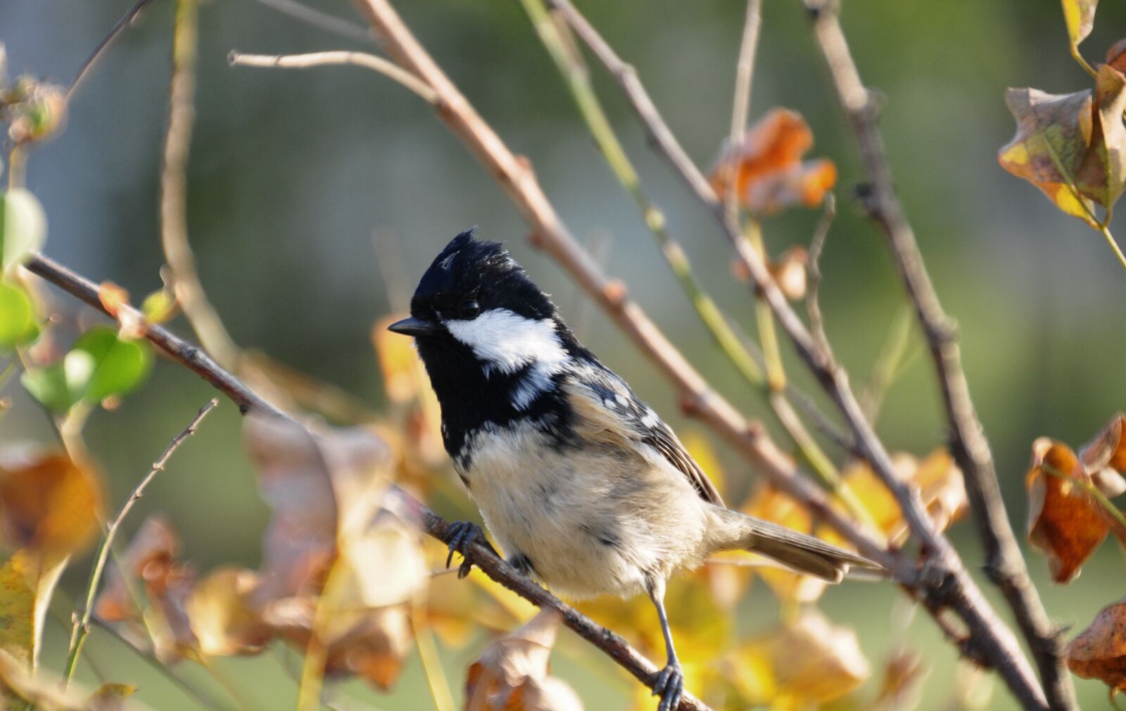 Nikon D5000 sample photo. Spring bird, bird, spring photography