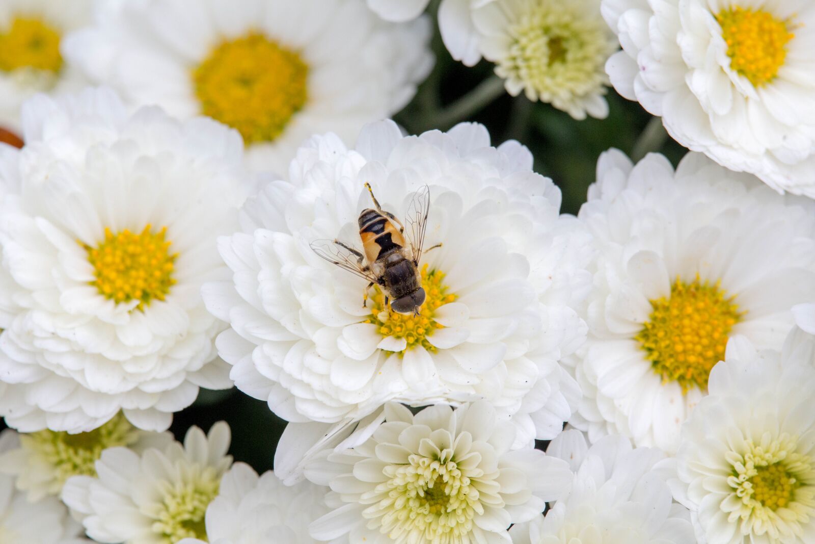 Canon EOS 700D (EOS Rebel T5i / EOS Kiss X7i) sample photo. Flower, nature, flora photography