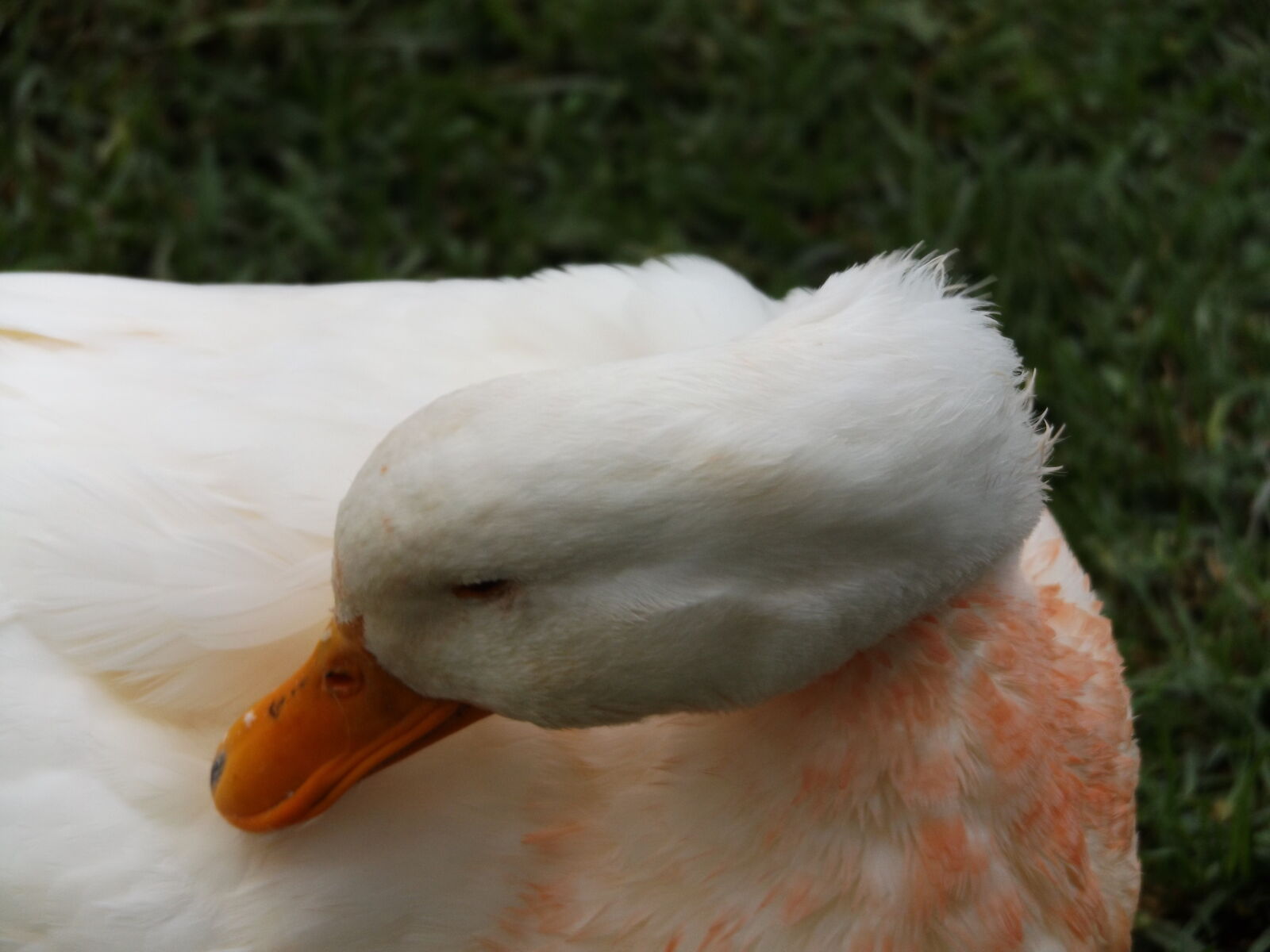 Fujifilm FinePix S8600 sample photo