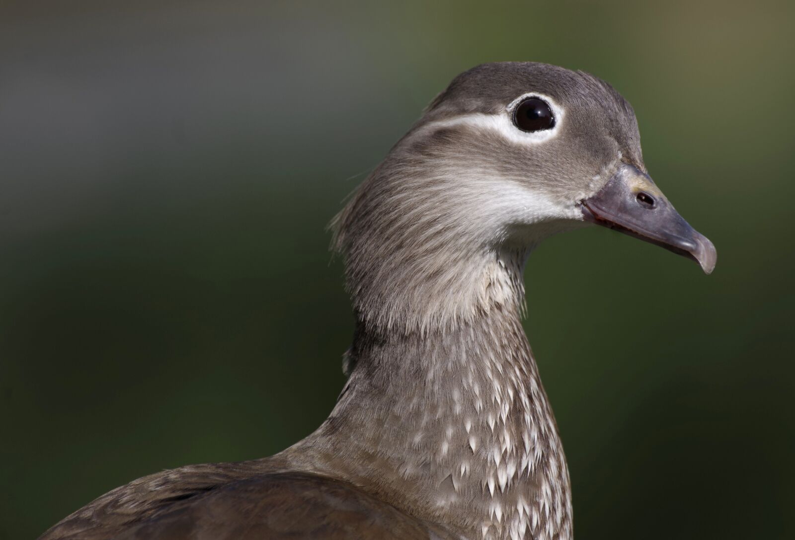 Pentax K-30 sample photo. Duck, mandarin ducks, female photography