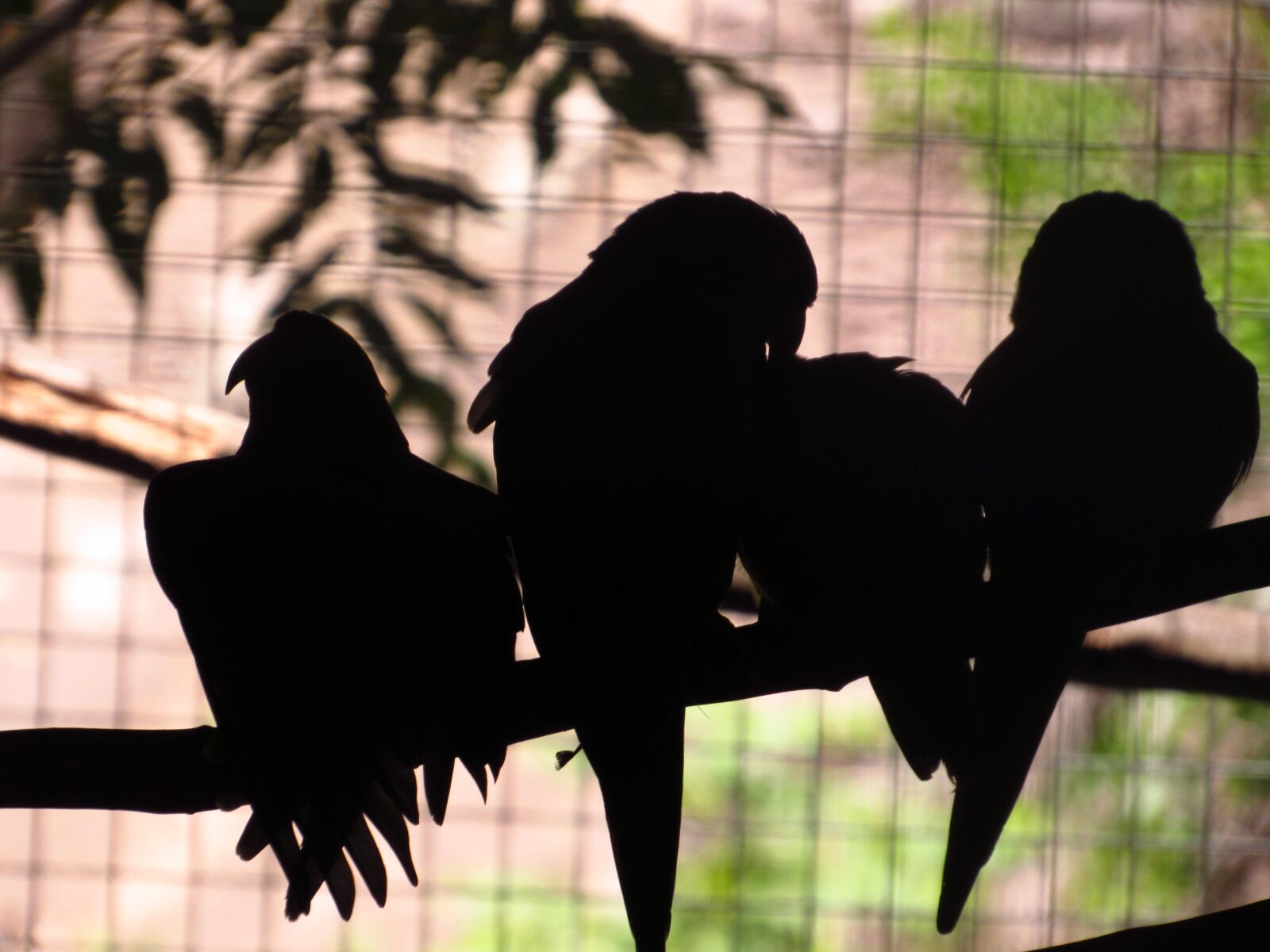 Canon PowerShot SX520 HS sample photo. Parrots, silhouette, nature photography
