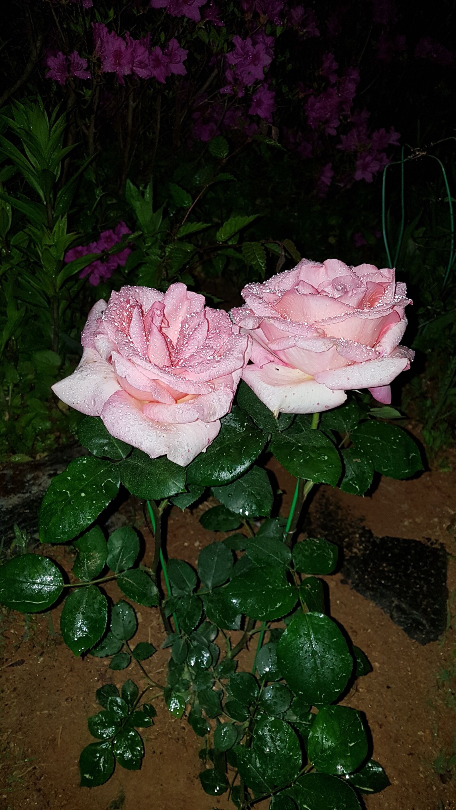 Samsung Galaxy S7 Edge sample photo. Rose, flowers, garden photography