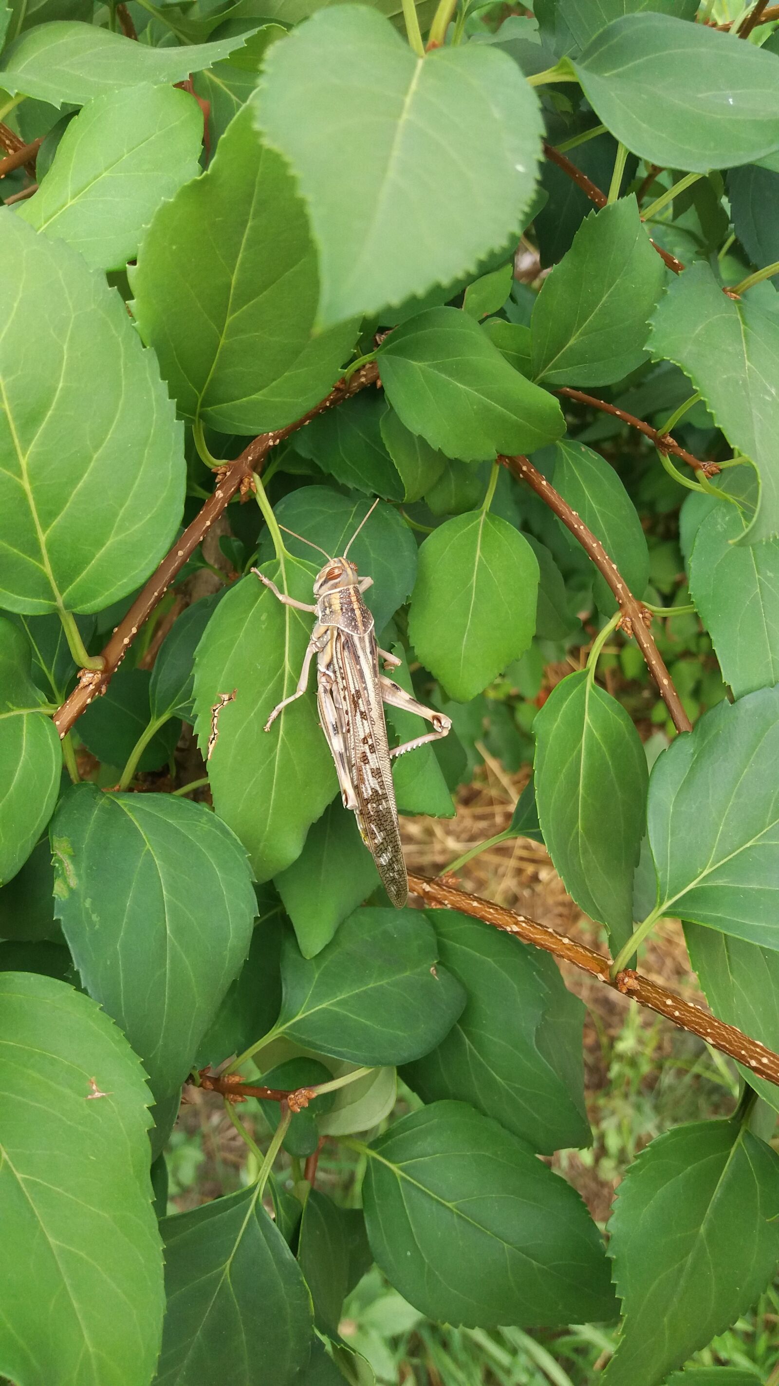 Samsung Galaxy J5 sample photo. Grasshopper, insect, nature photography