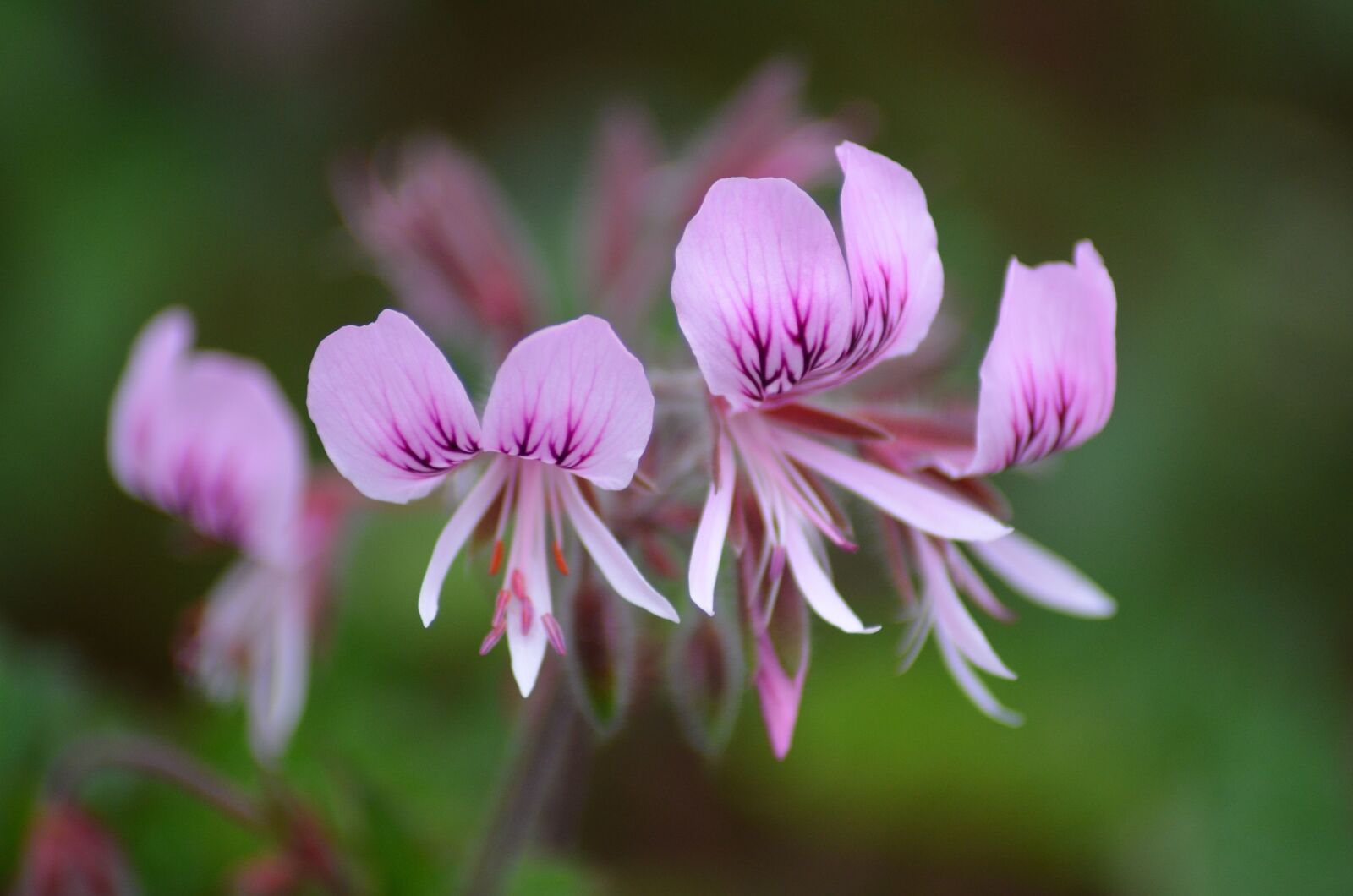 Nikon D5100 sample photo. Flower, blossom, bloom photography