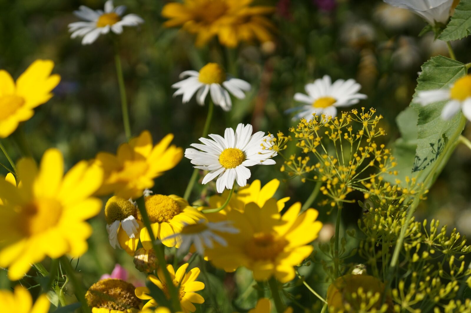 Sony SLT-A57 + 105mm F2.8 sample photo. Flower meadow, wild flowers photography