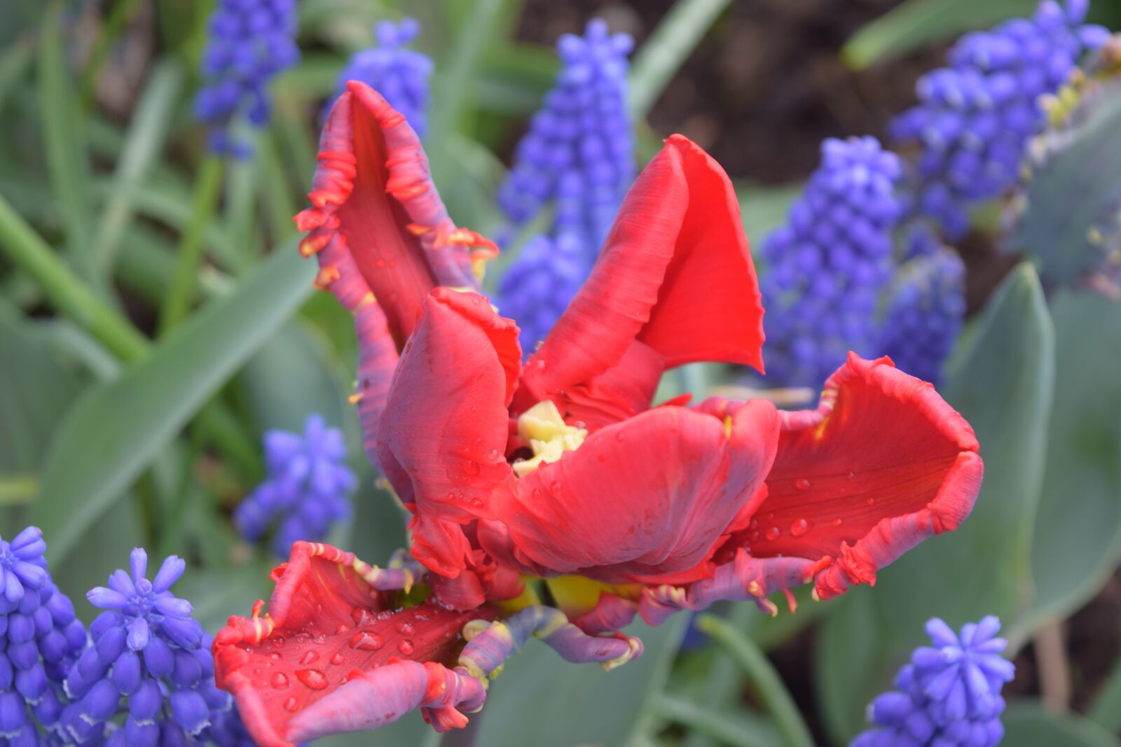 Nikon D3300 sample photo. Red flower, purple, nature photography