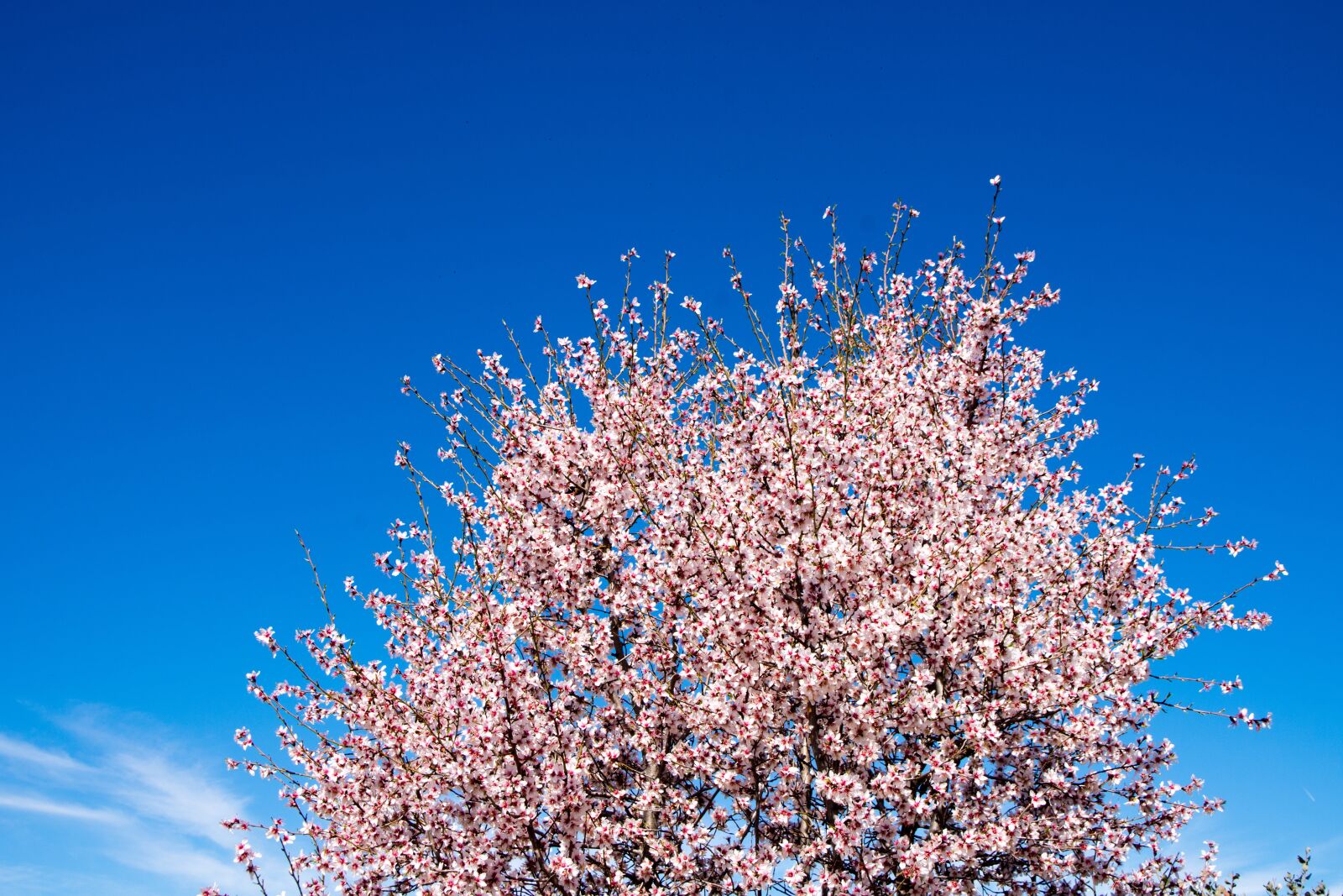 Nikon D7200 sample photo. Almond tree, almond, spring photography