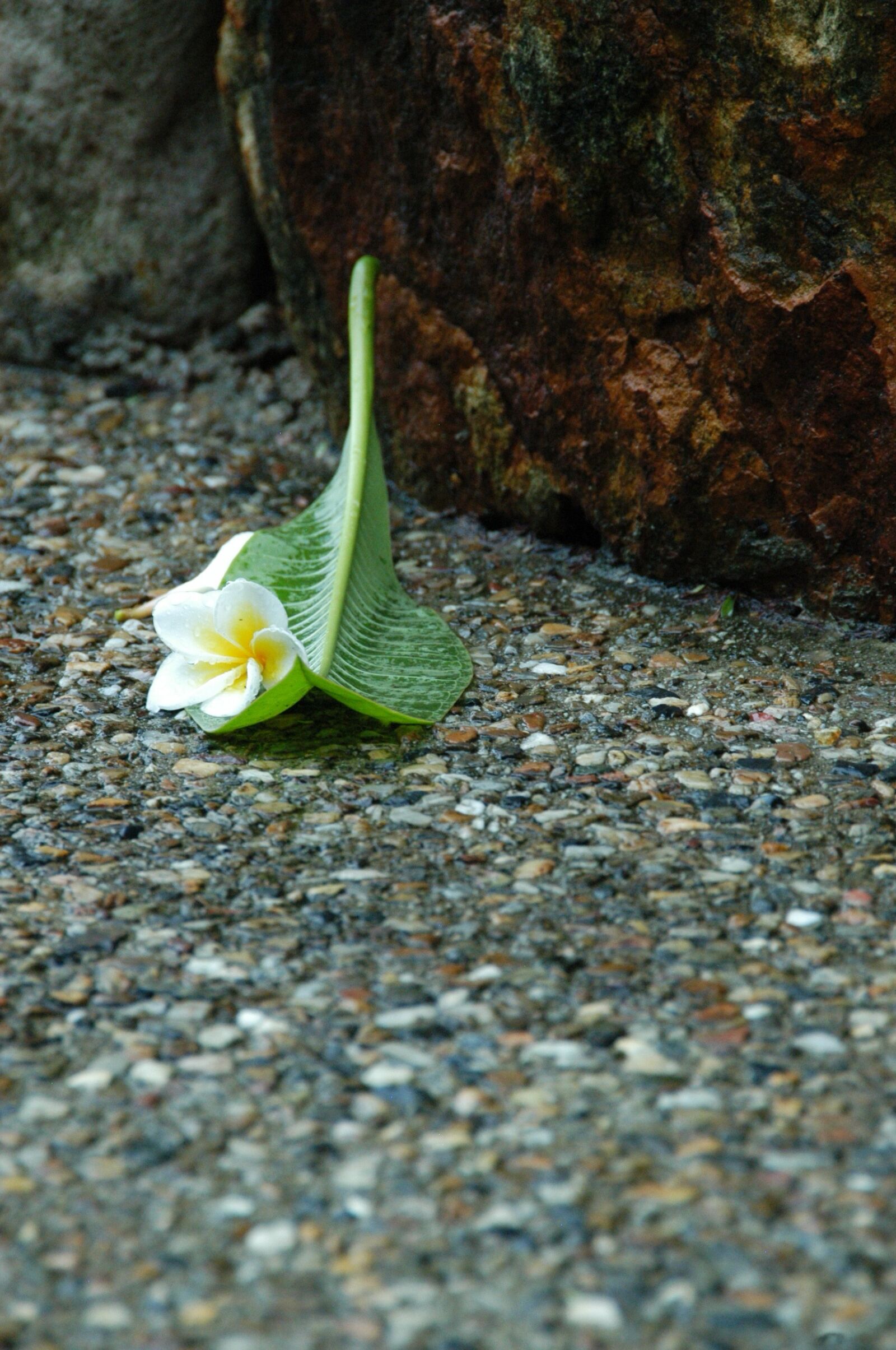 Nikon D100 sample photo. Jasmine flower, sidewalk, rain photography