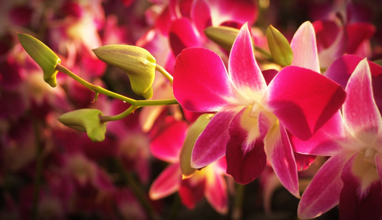 Olympus E-300 (EVOLT E-300) sample photo. Flower, orchid, tropical photography