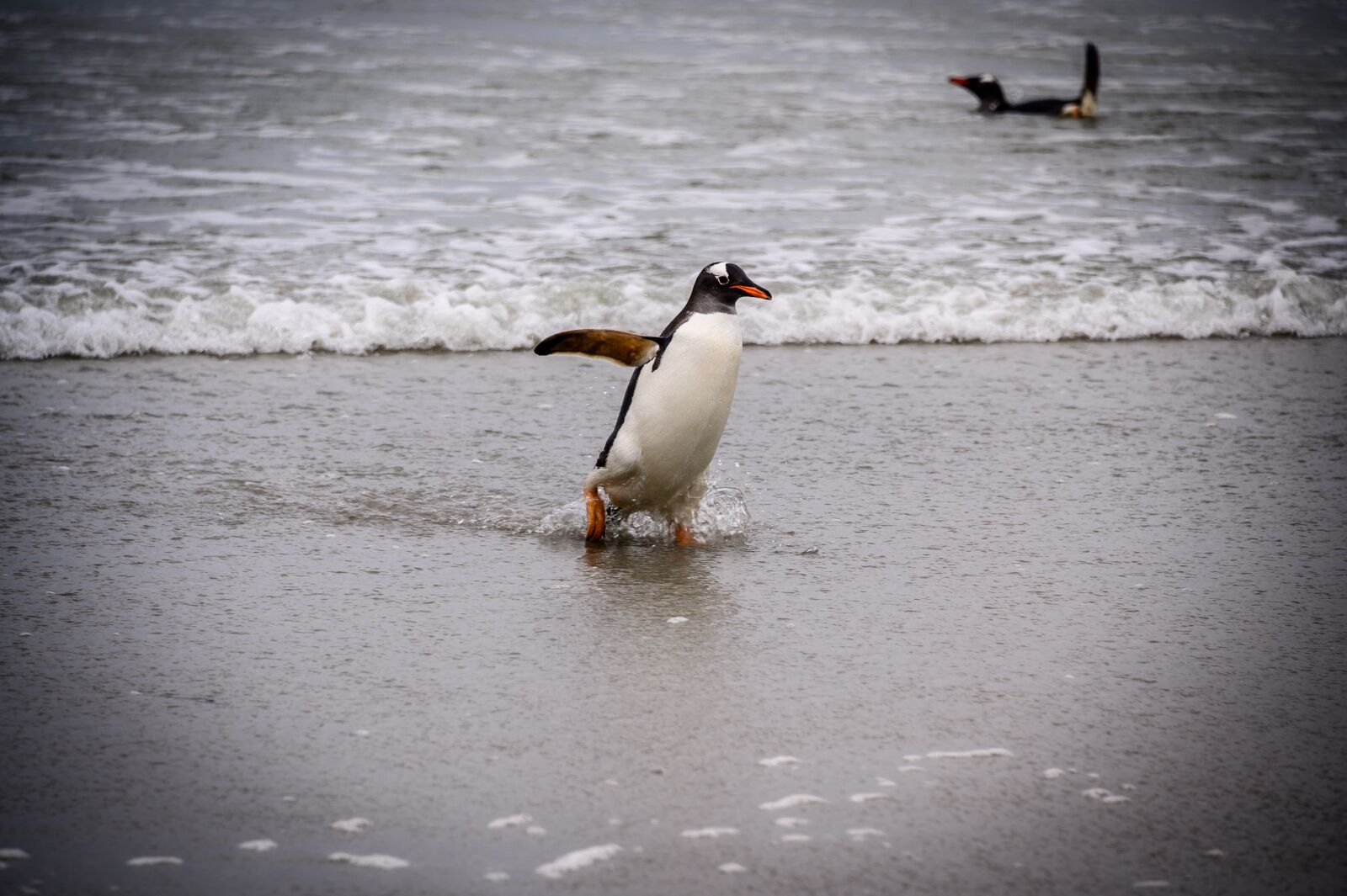 Nikon Z6 sample photo. Penguins, falkland, nature photography