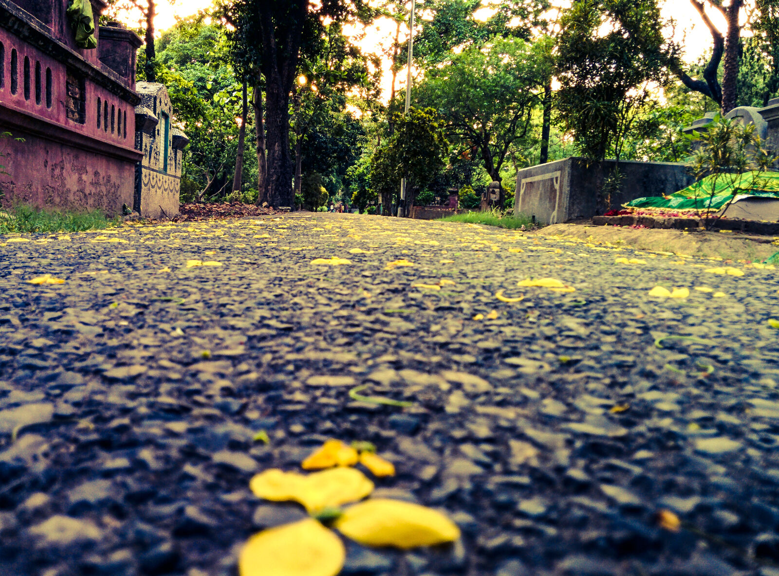 LG Nexus 5 sample photo. Flowers, nature, park, road photography