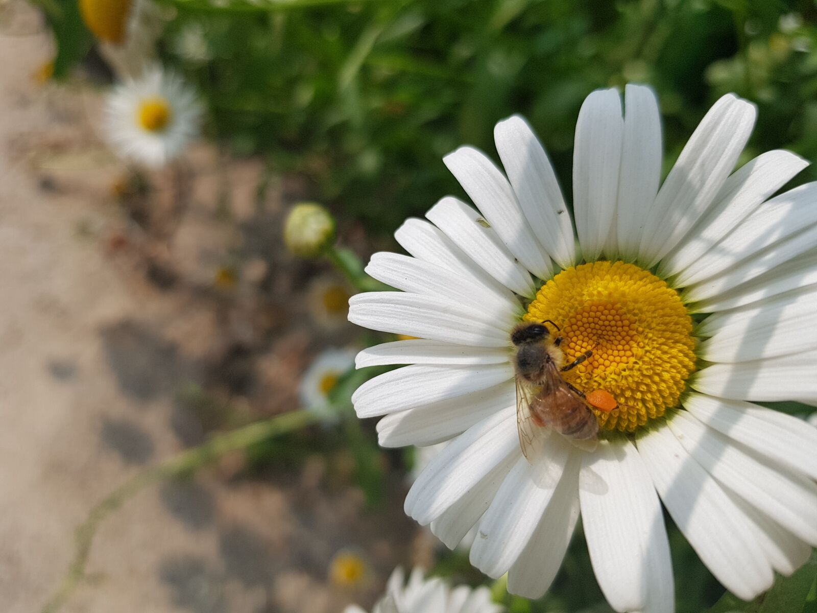 Samsung Galaxy S8 sample photo. Daisy, flowers, ox-eye daisy photography