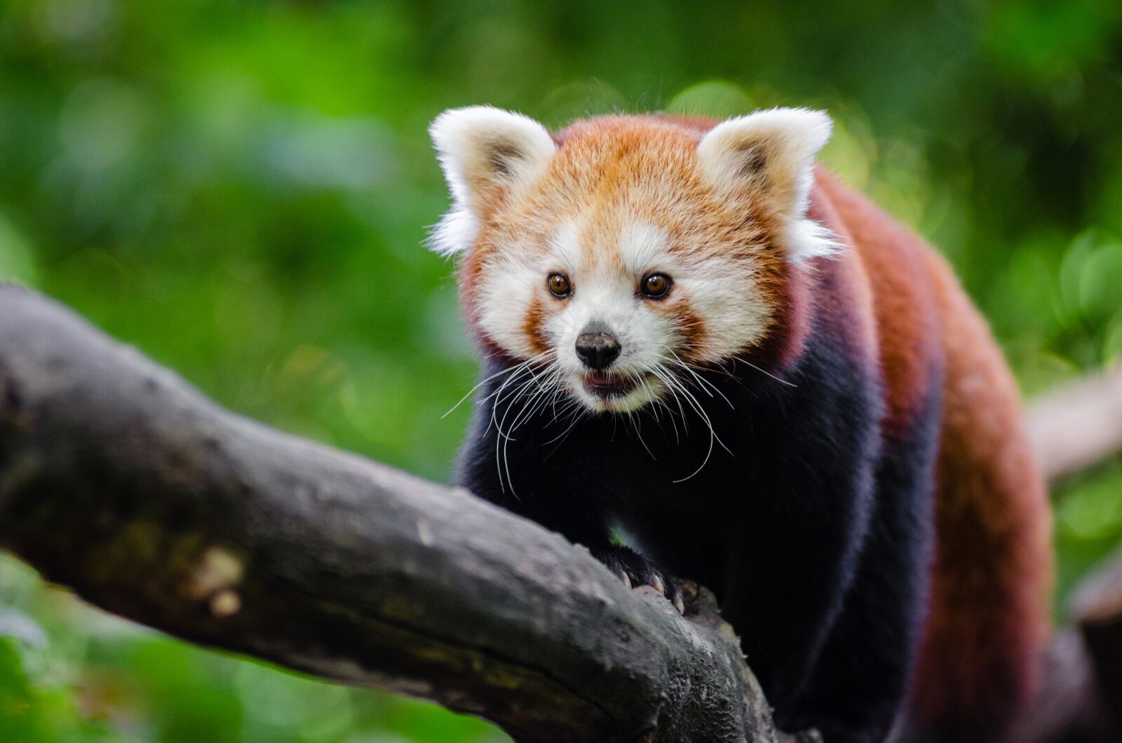 AF Zoom-Nikkor 80-200mm f/2.8 ED sample photo