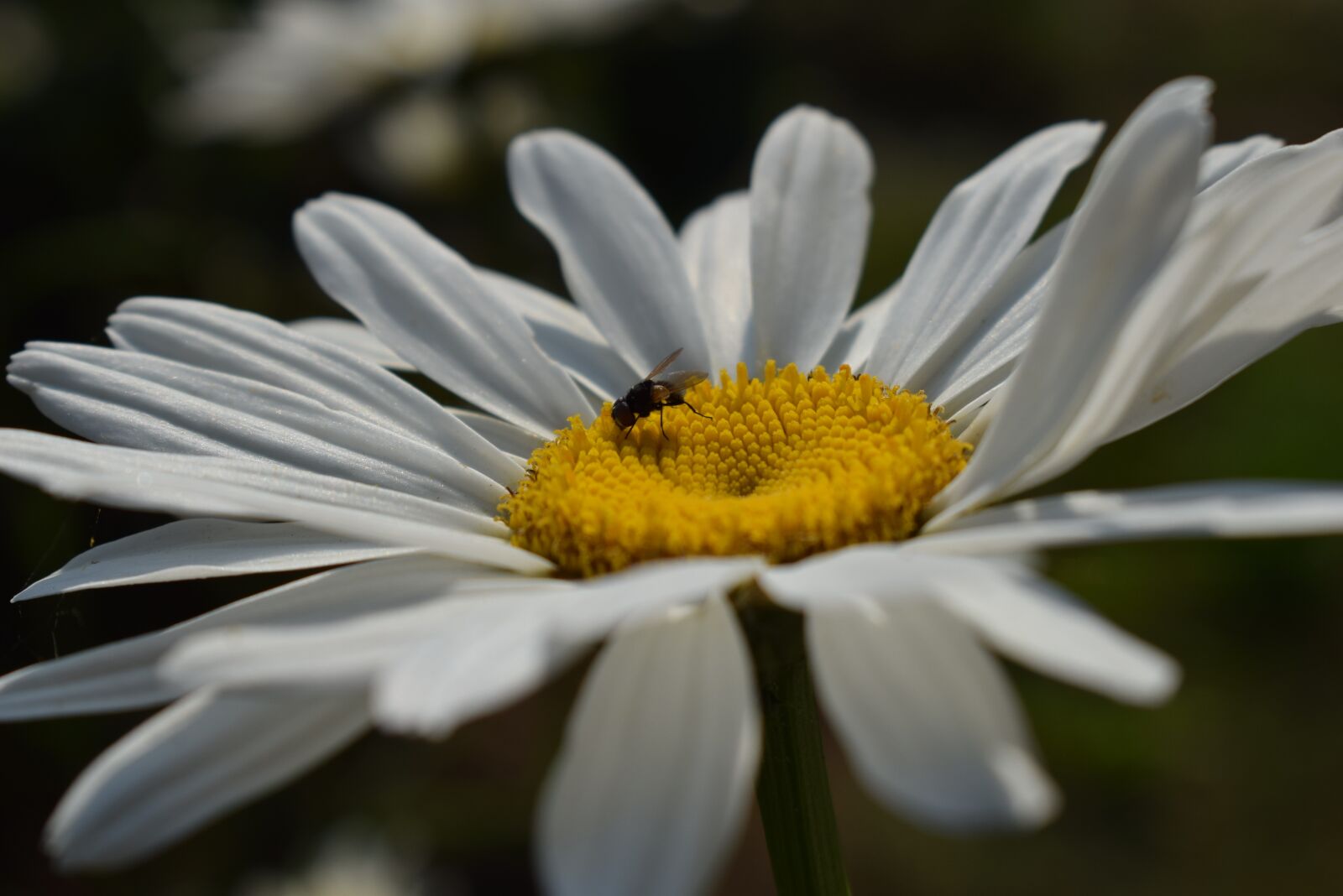 Nikon D3300 sample photo. Nature, plant, flower photography