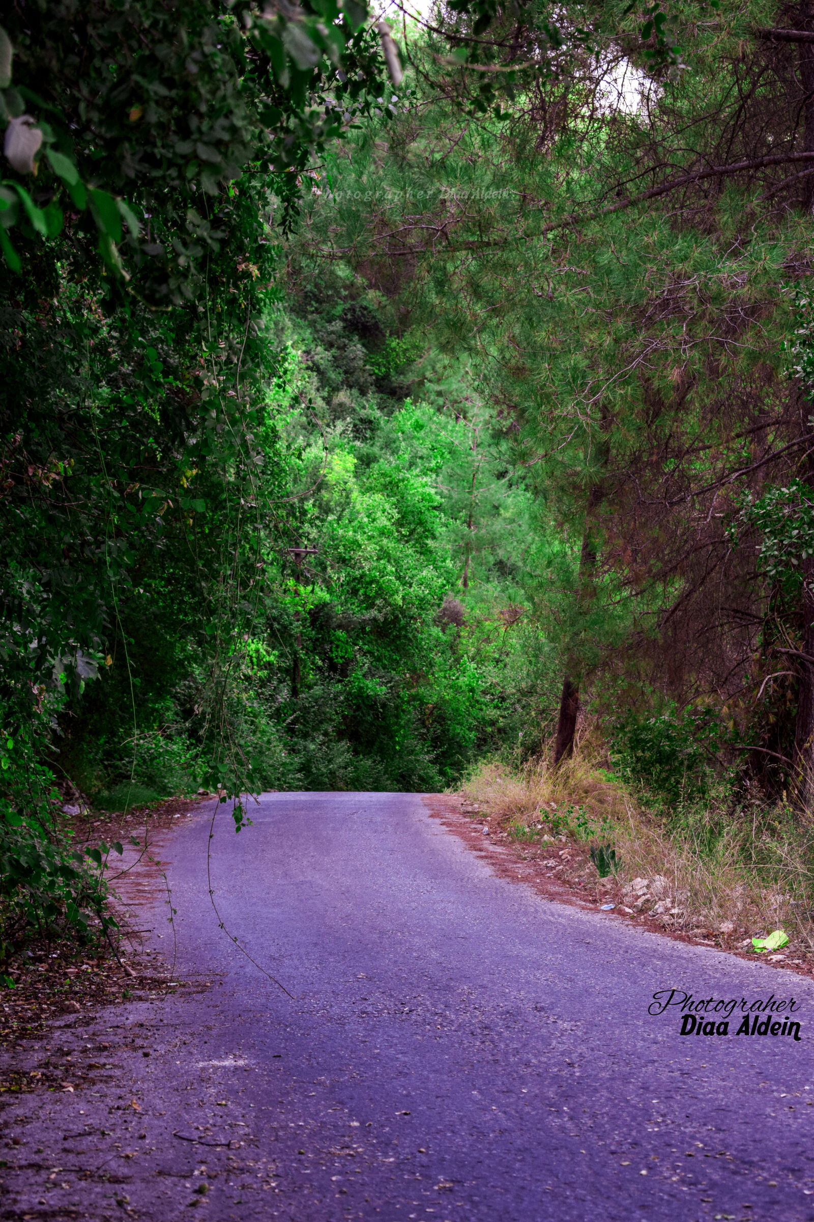 Nikon D3300 sample photo. Photographer diaa aldein, syria photography