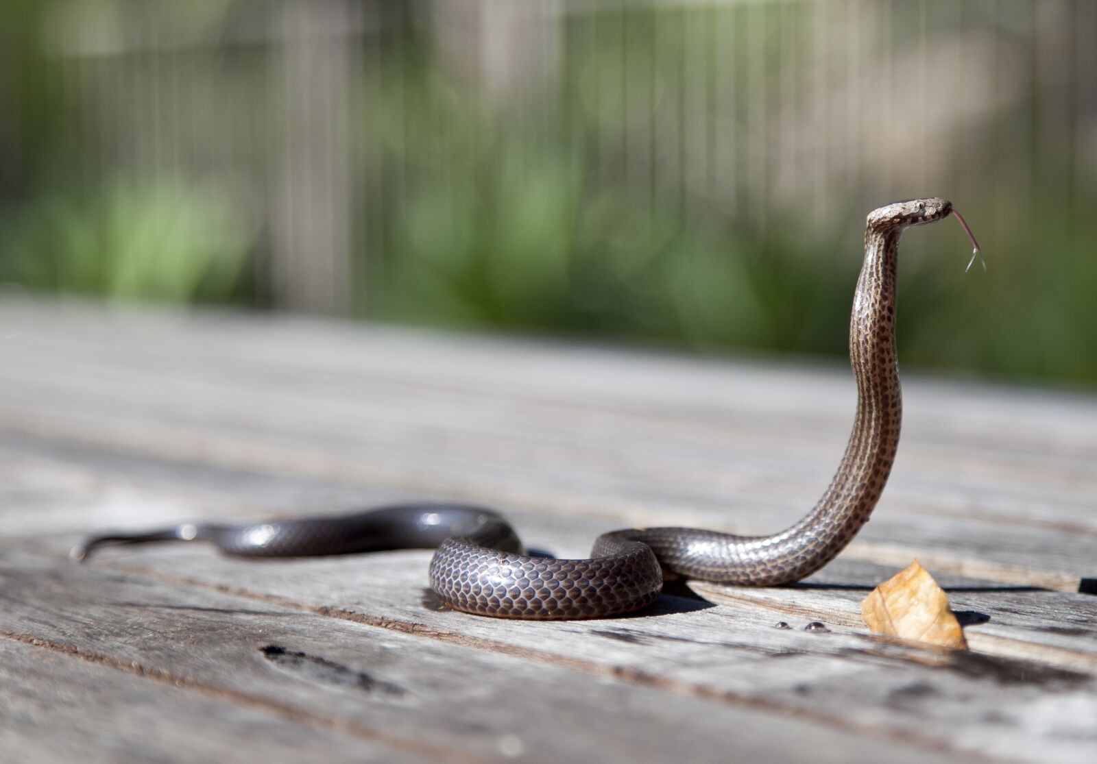 Canon EOS 5D Mark II sample photo. Animal, close-up, cobra photography