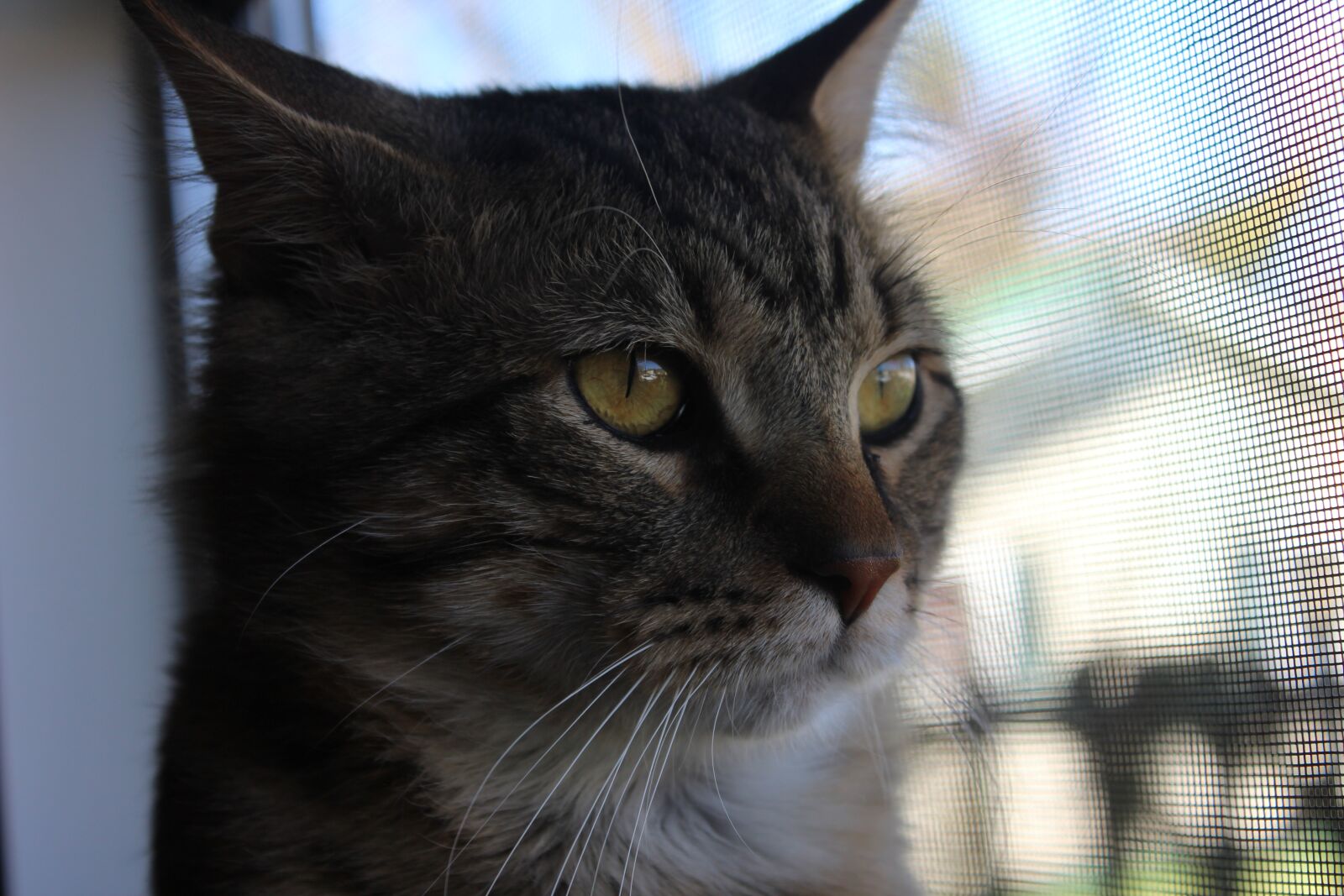 Canon EOS 600D (Rebel EOS T3i / EOS Kiss X5) sample photo. Cat, face, maine coon photography
