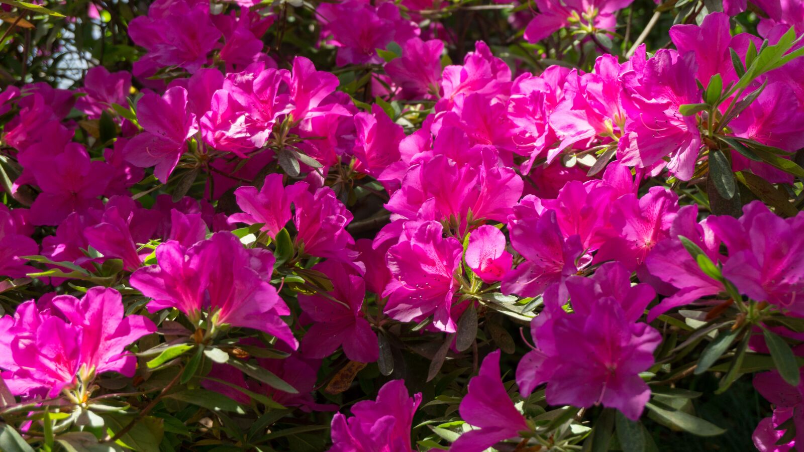 Sony a5100 sample photo. Red, bright, spring photography