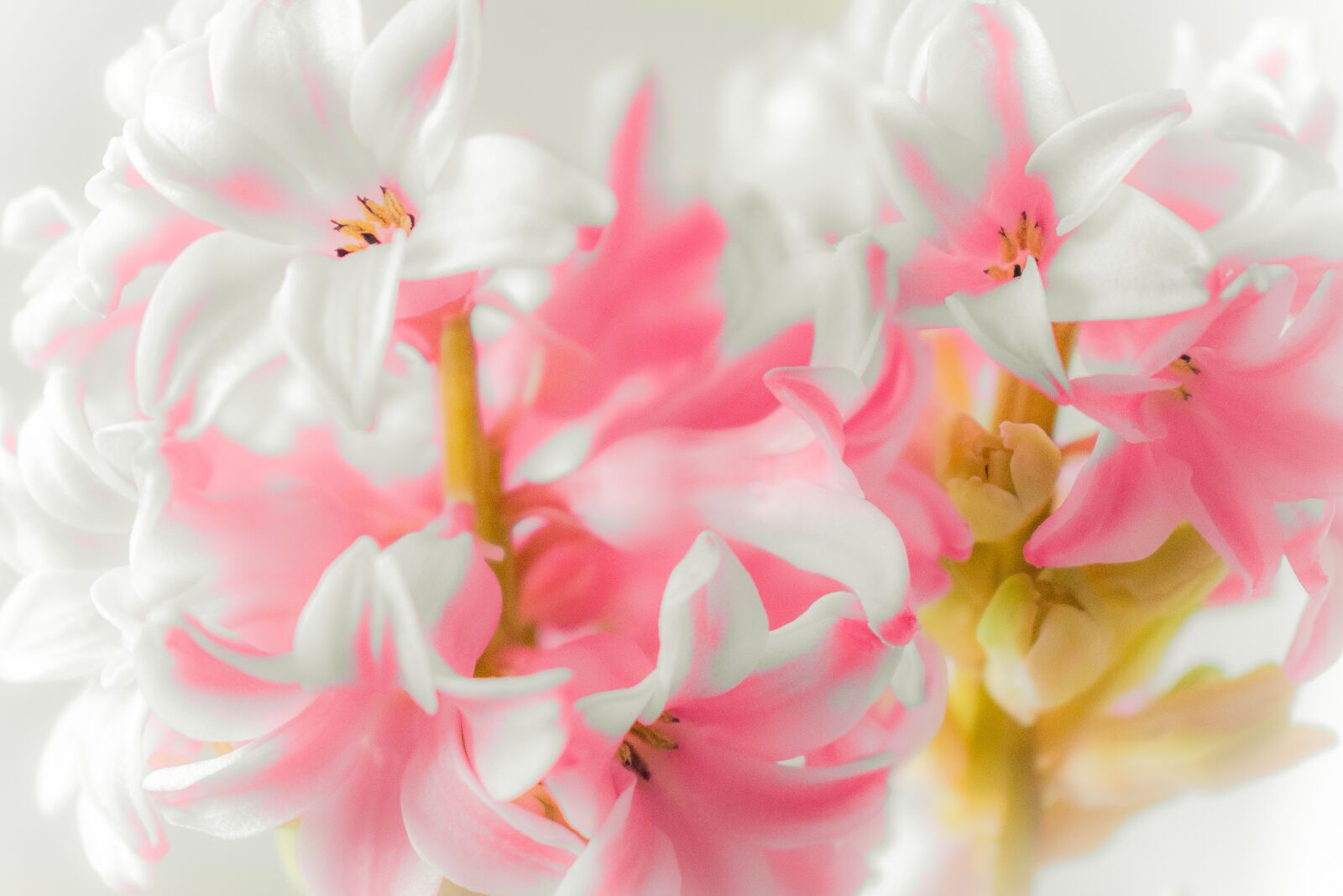 Nikon D5300 sample photo. Flowers, rosa, white photography