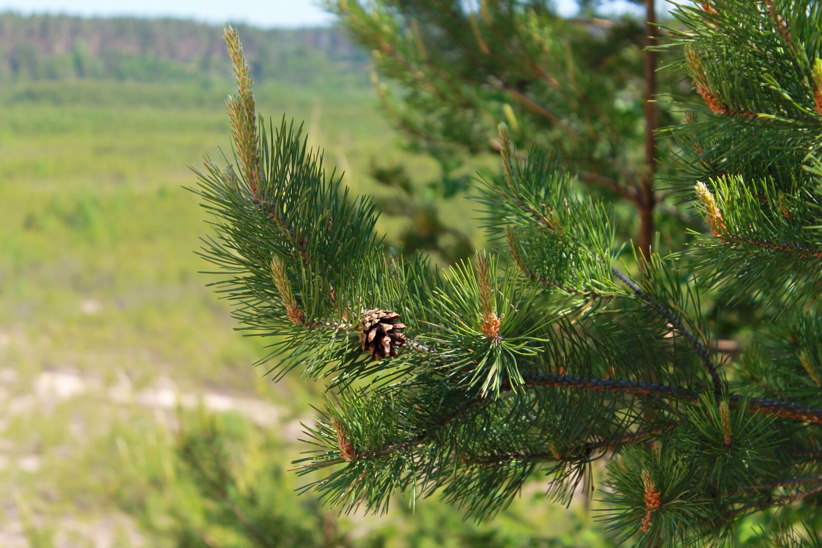 Canon EOS 1100D (EOS Rebel T3 / EOS Kiss X50) sample photo. Nature, tree, pine photography