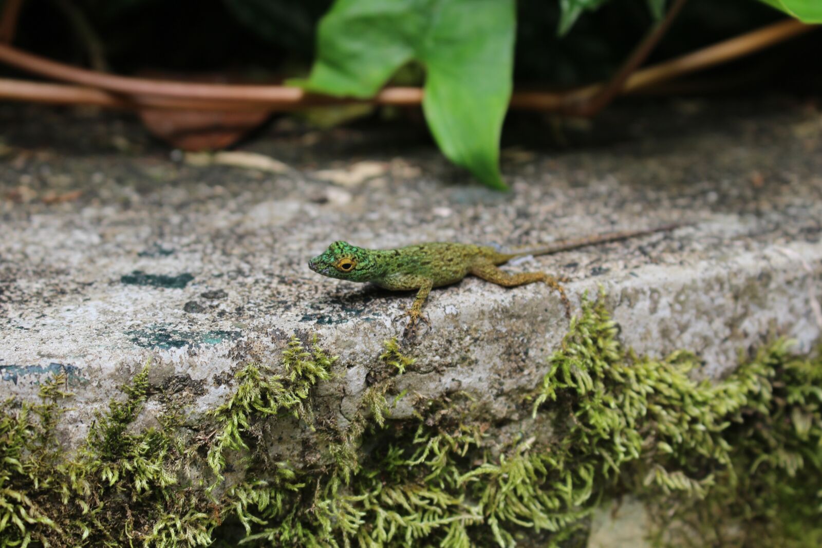 Canon EOS 100D (EOS Rebel SL1 / EOS Kiss X7) + Canon EF-S 18-55mm F3.5-5.6 IS STM sample photo. Colorful lizard, anolis distichus photography