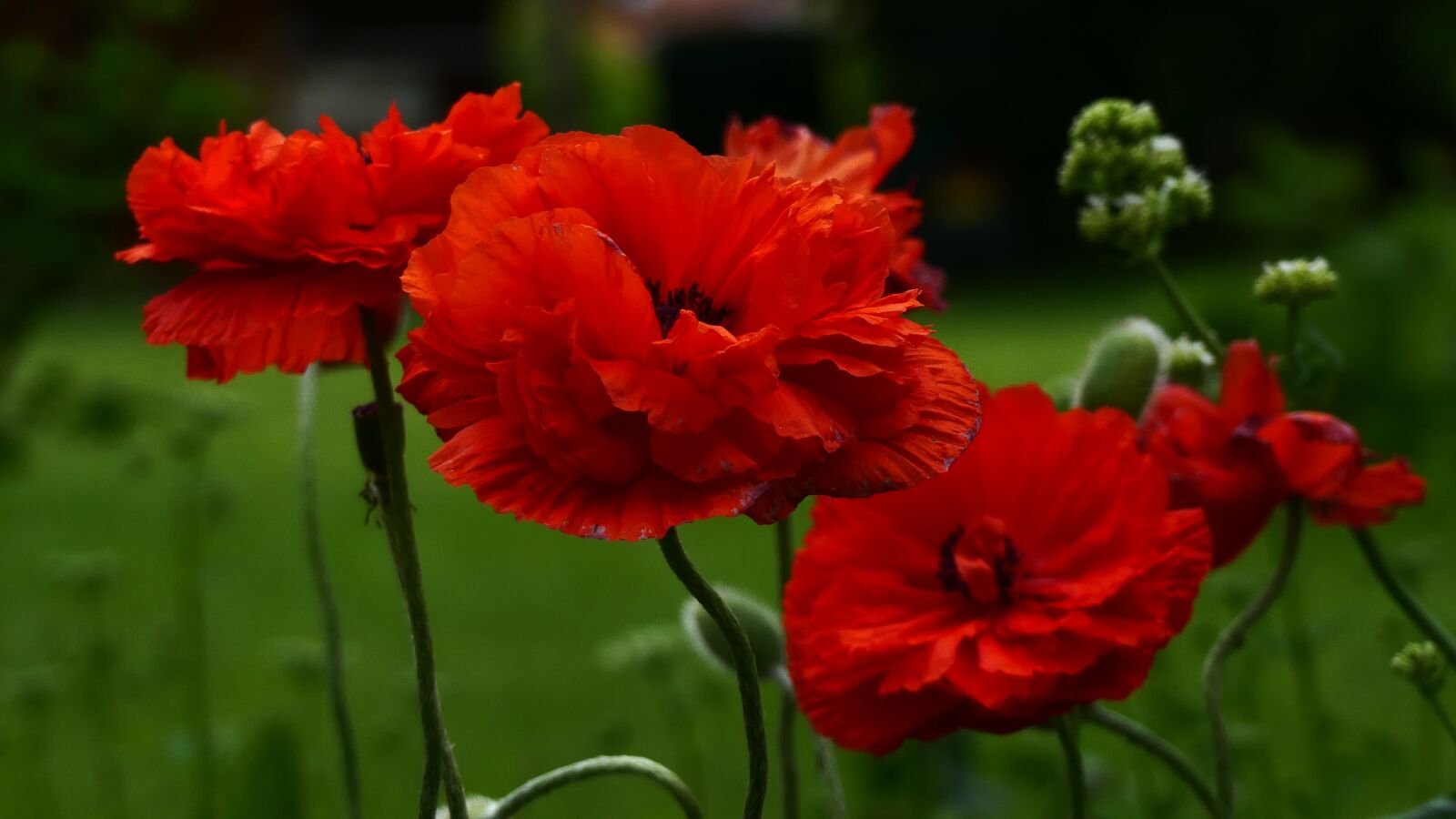 Panasonic Lumix DMC-FZ300 sample photo. Garden, red, poppy photography