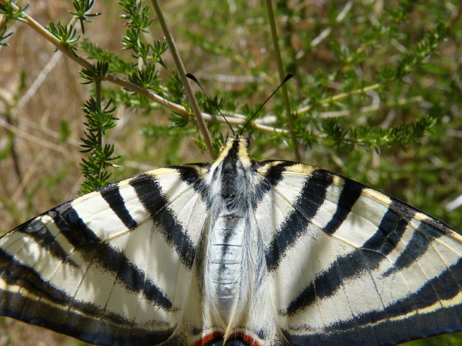 Panasonic DMC-FZ62 sample photo. Wing, scales, papilio machaon photography