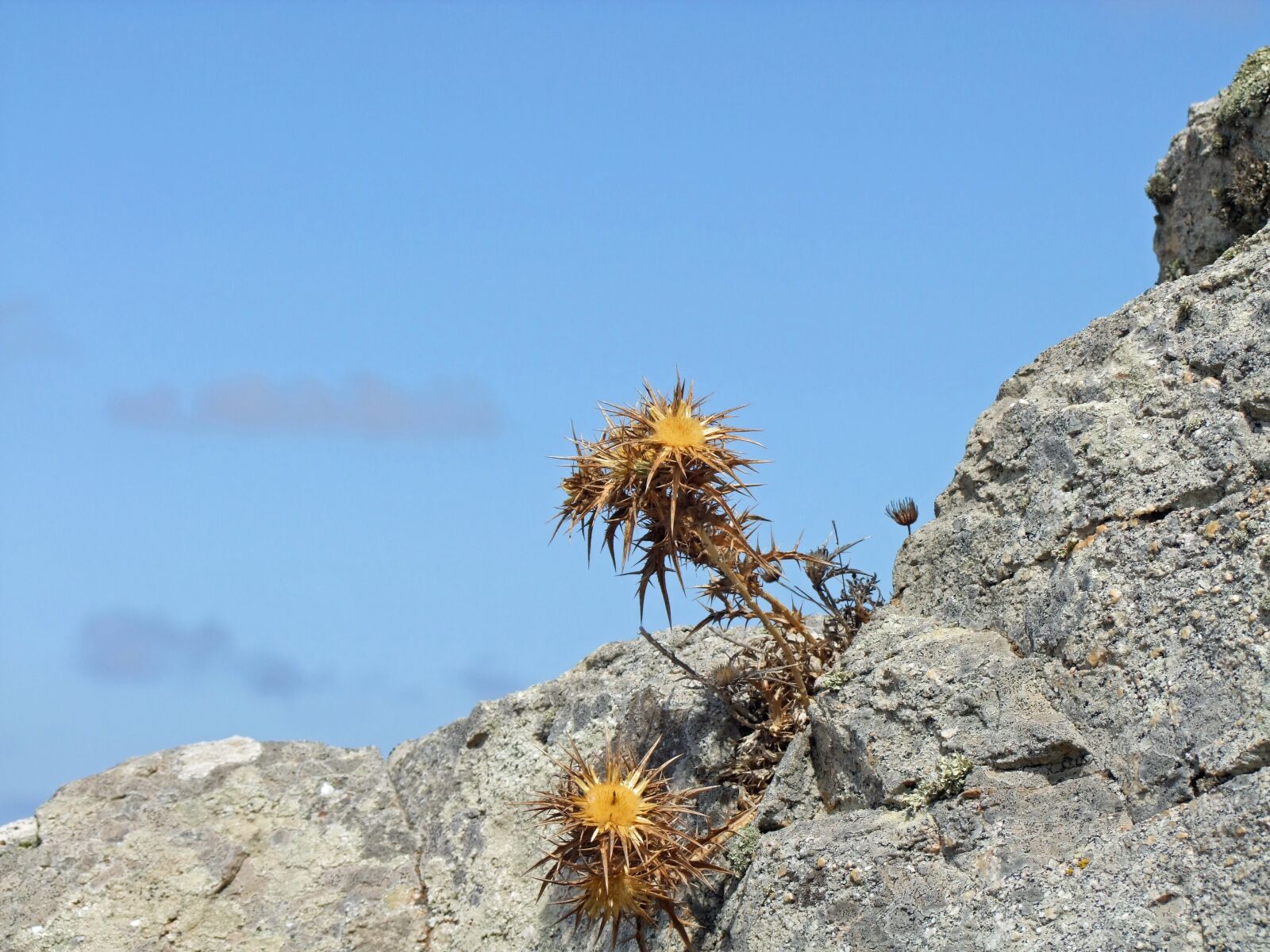 Fujifilm FinePix S100fs sample photo. Thistle, pieksig, rock photography