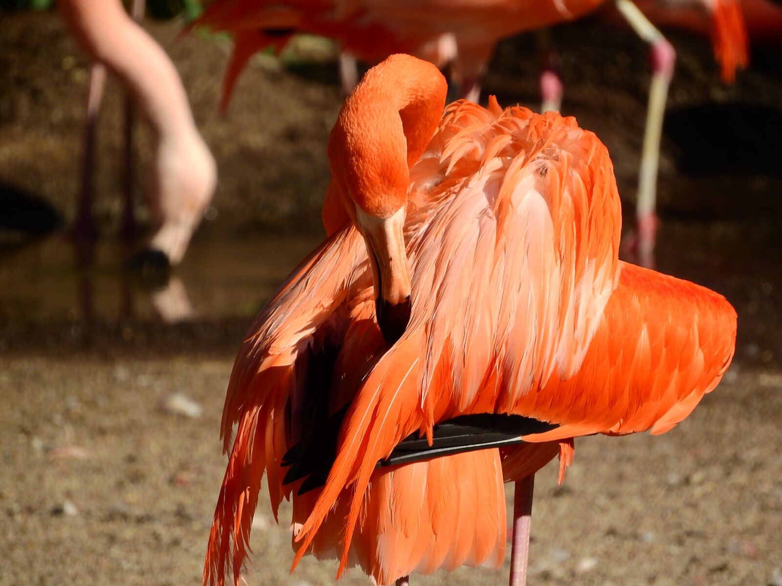 Nikon Coolpix P610 sample photo. Flamingo cuban, phoenicopterus ruber photography