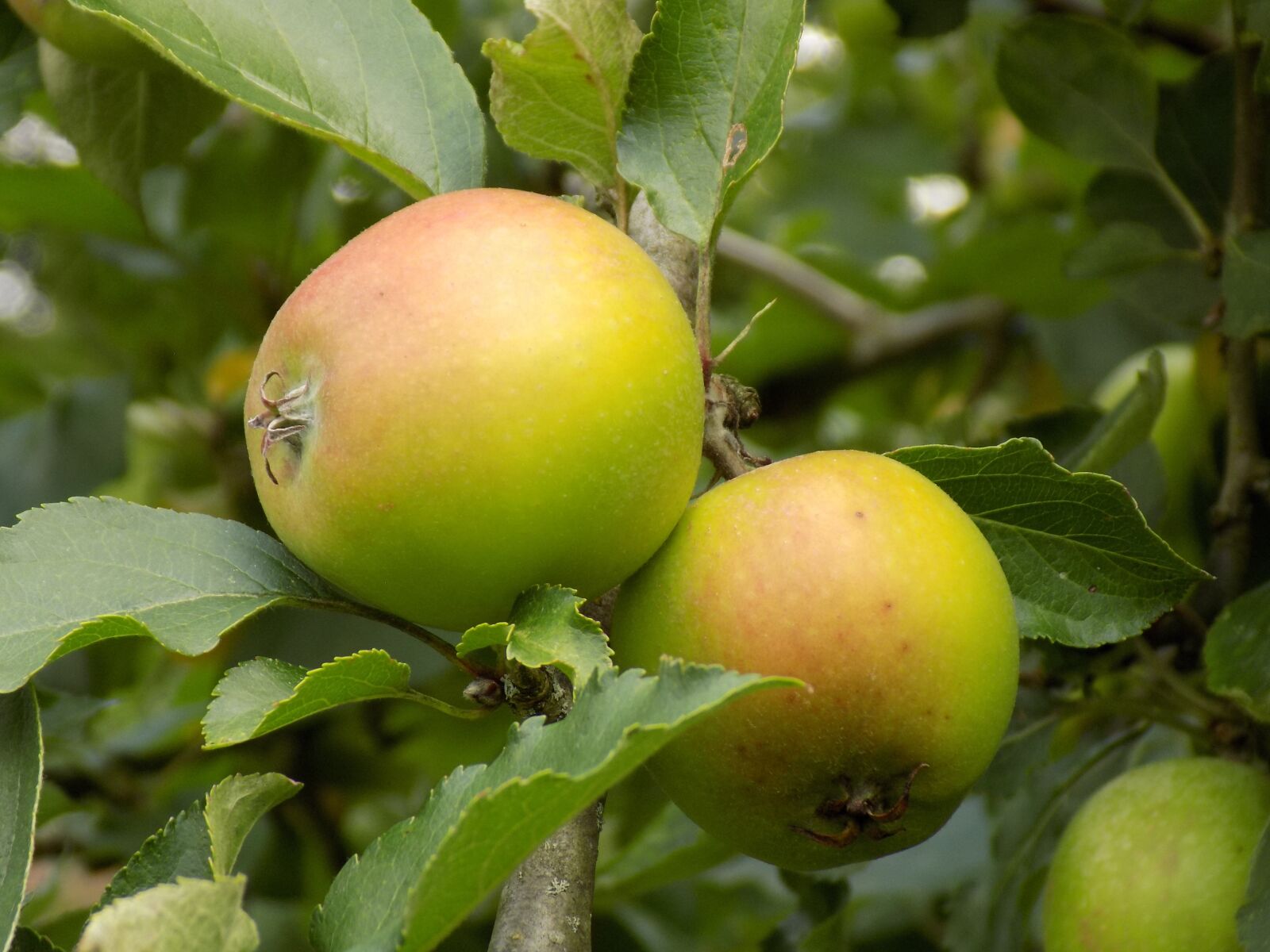 Nikon COOLPIX L340 sample photo. Apple, food, tree photography