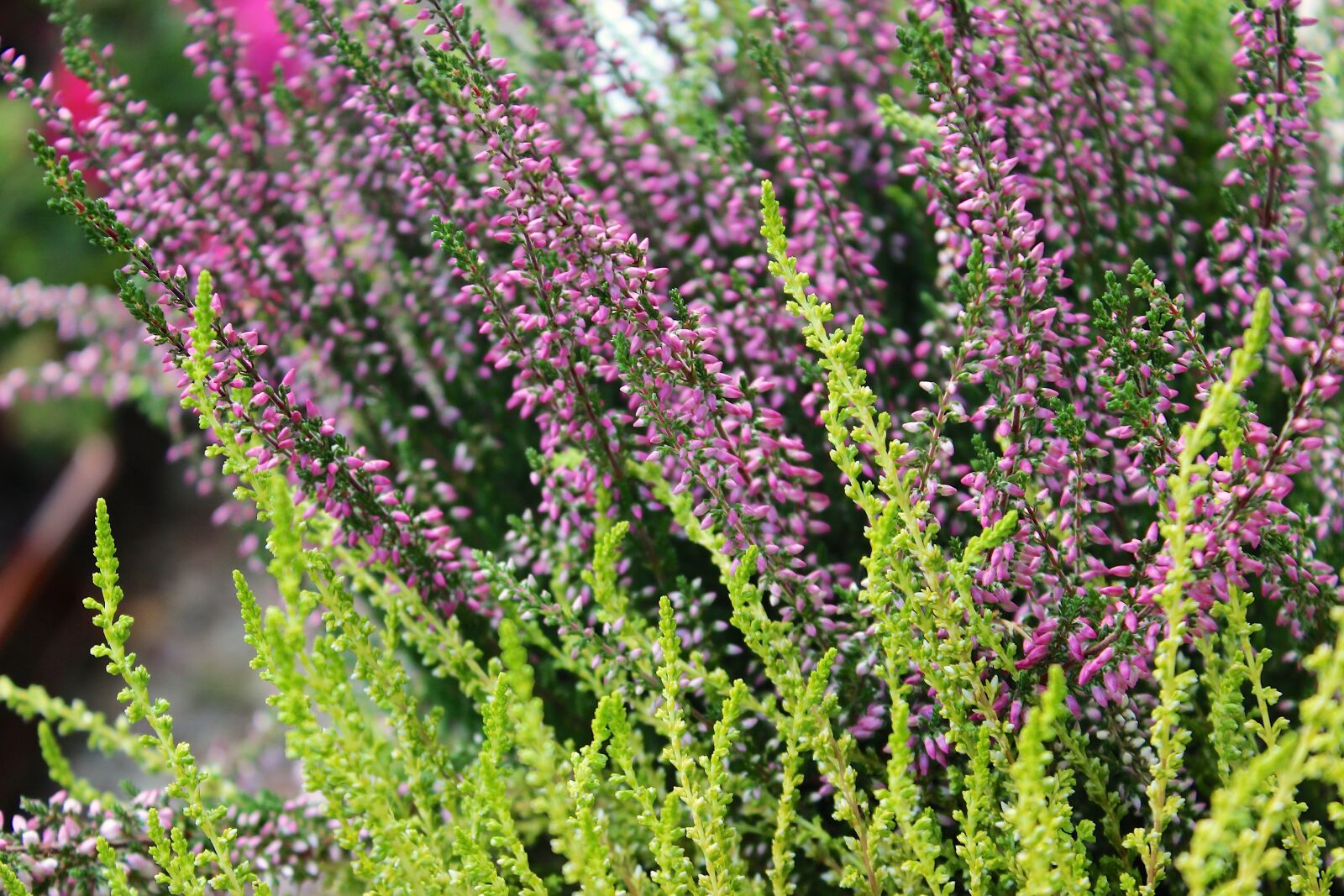 Canon EOS 600D (Rebel EOS T3i / EOS Kiss X5) sample photo. Flower, green, heather photography