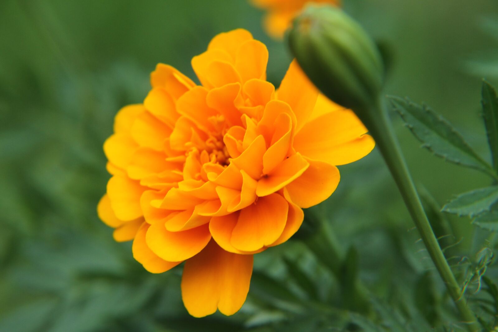 Canon EOS 7D sample photo. Flower, nature, bloom photography