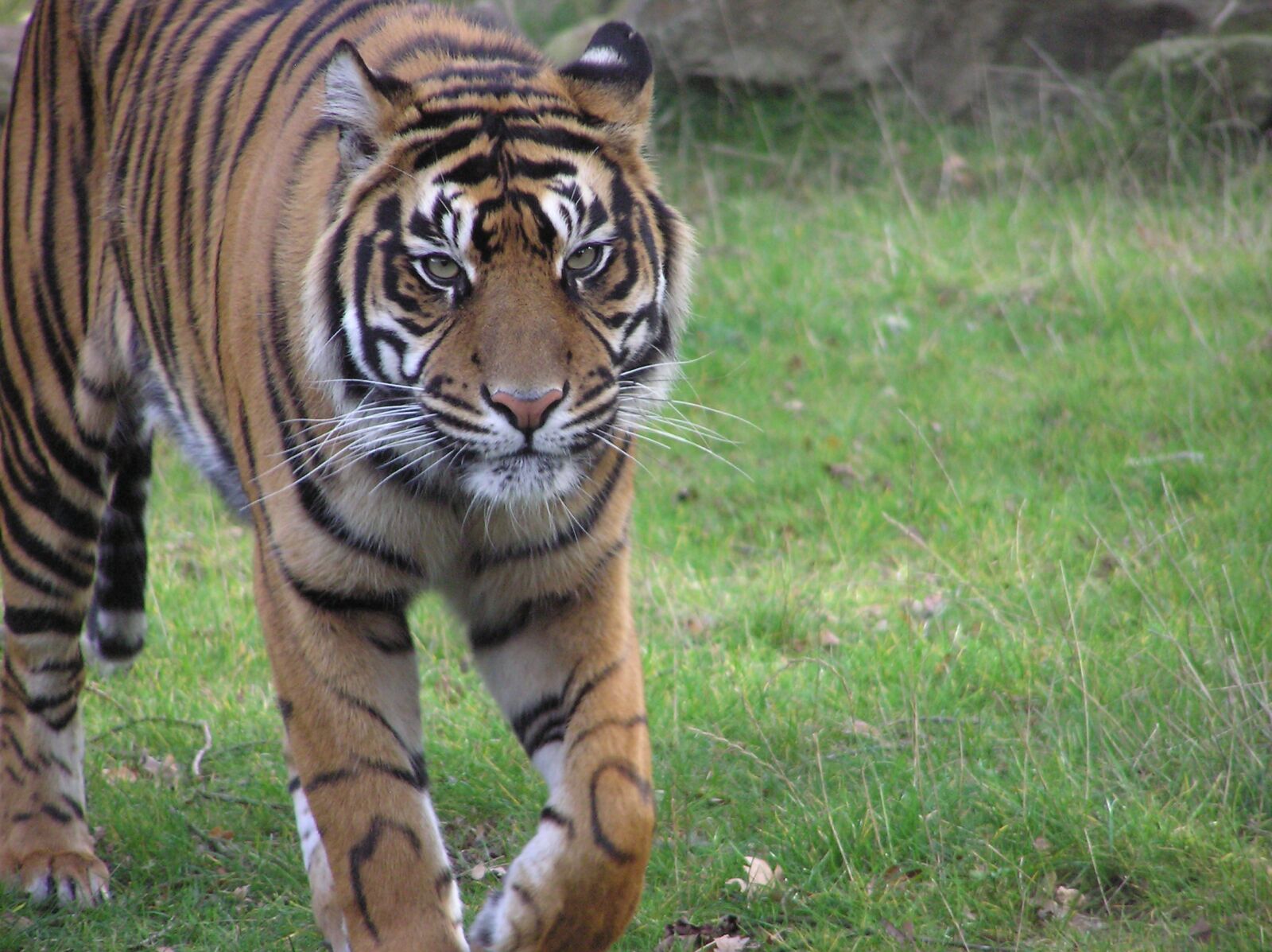 Olympus C750UZ sample photo. Tiger, zoo, predator photography