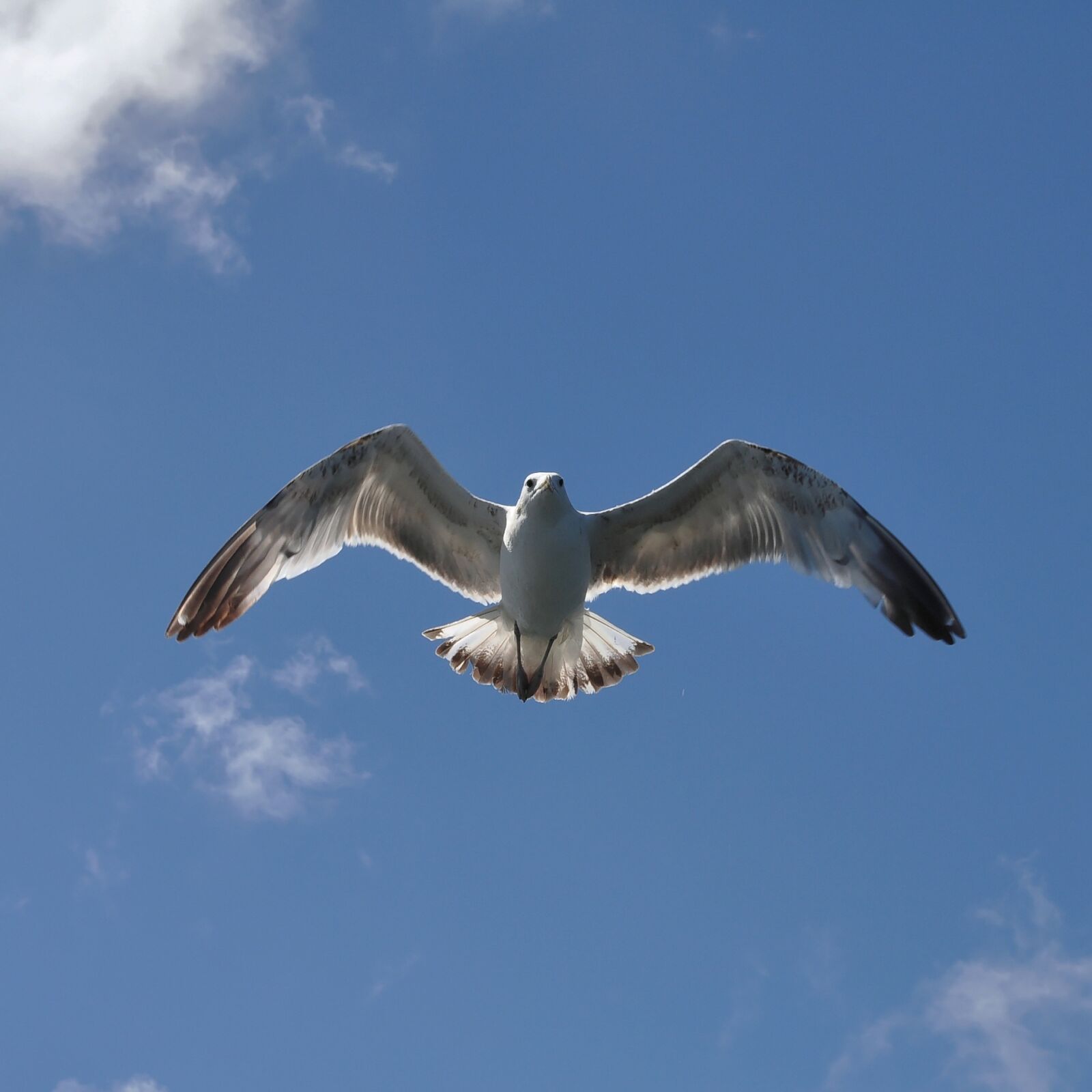 Nikon D90 sample photo. Herring gull, bird, sea photography